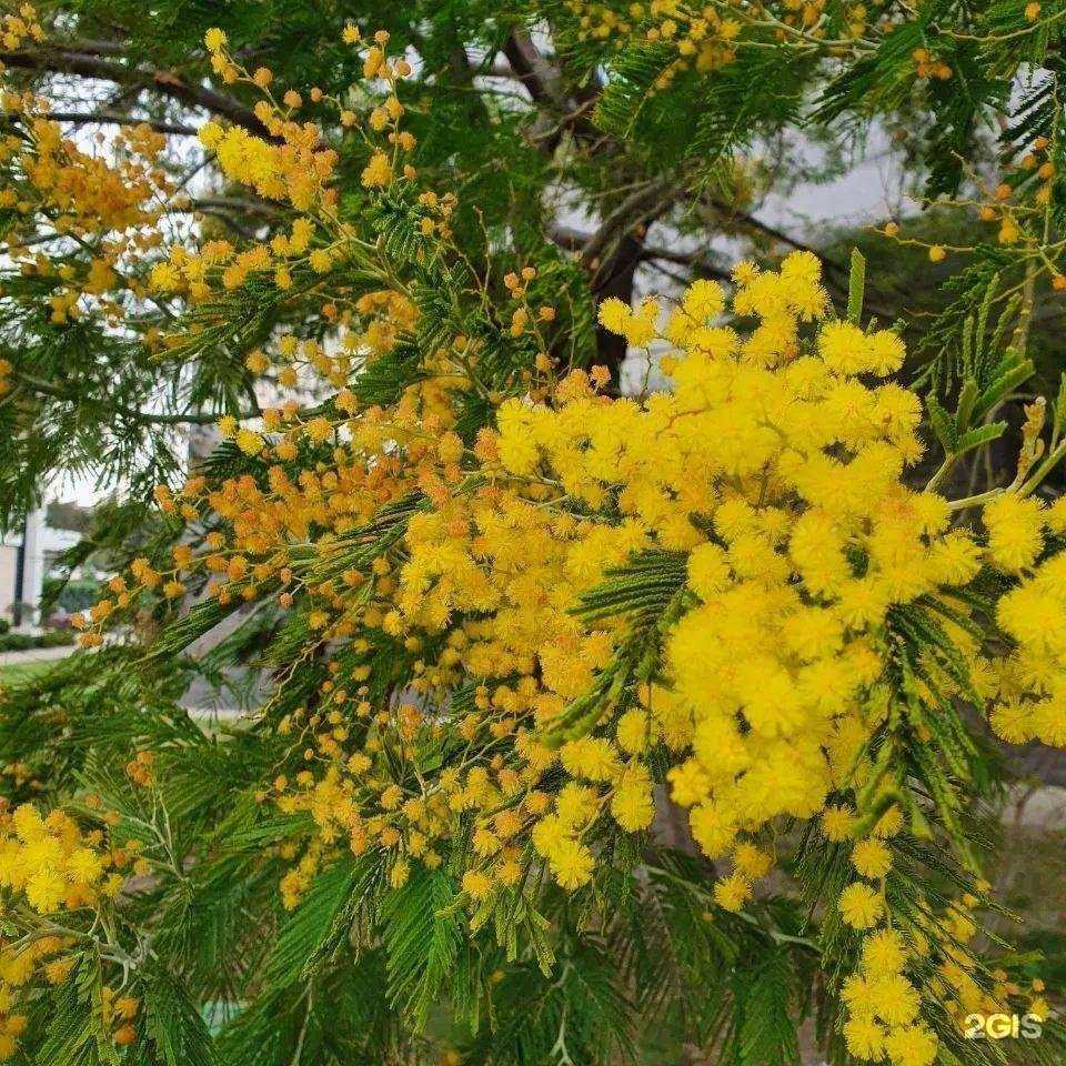 Отзывы на компанию Cleo в г. Пятигорск c фото