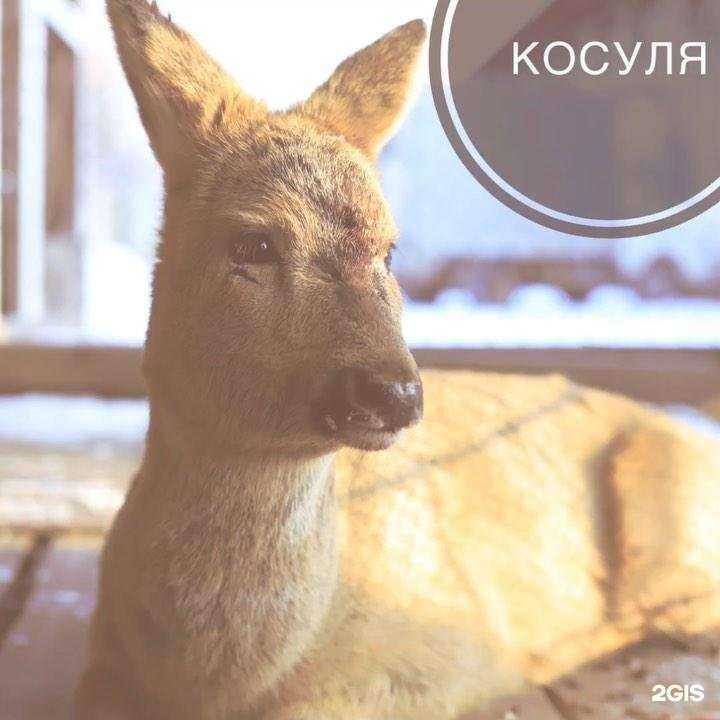 Отзывы на компанию Ласка в г. Биробиджан c фото