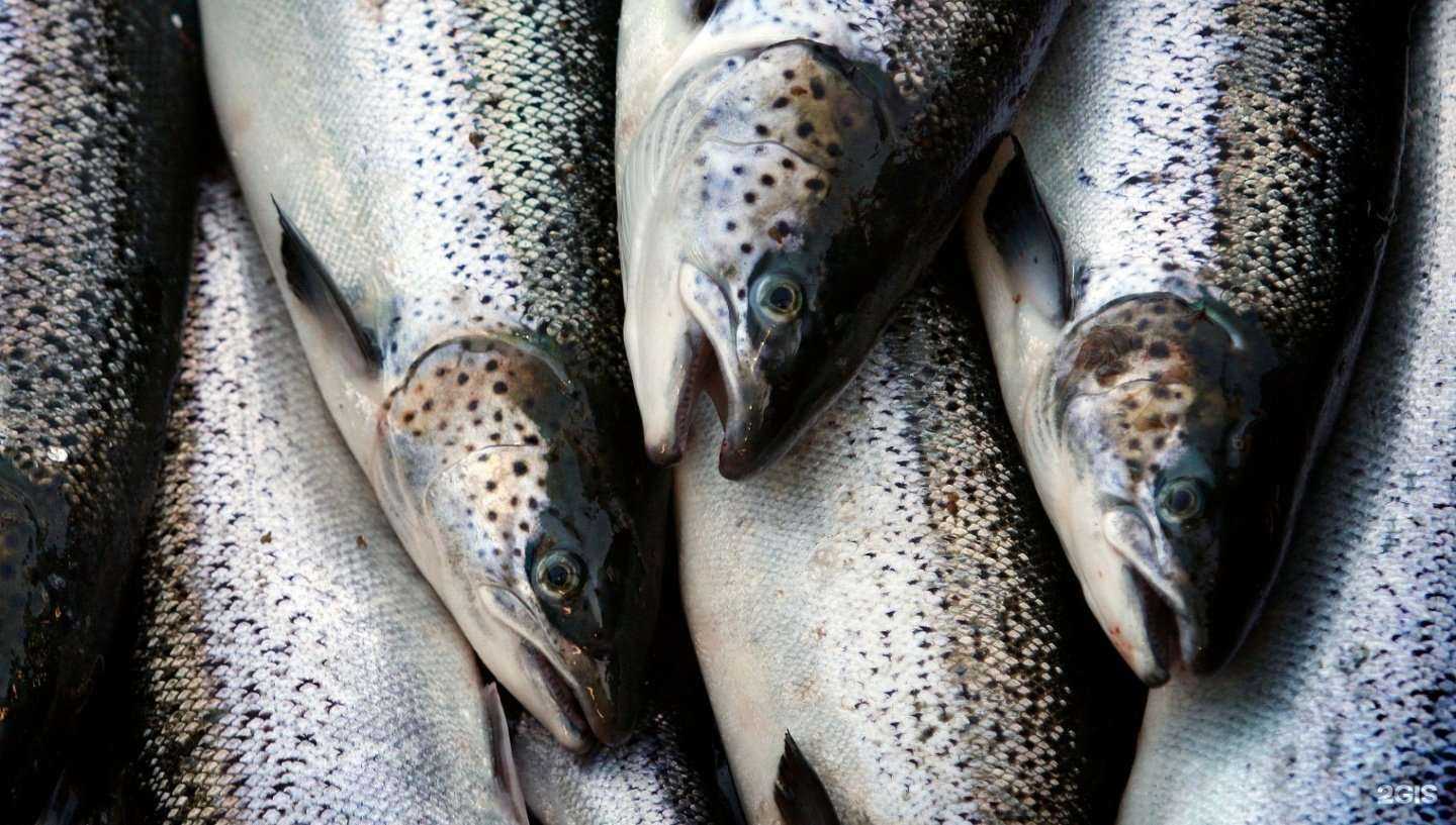 Отзывы на компанию Рыба и Соль в Архангельске c фото