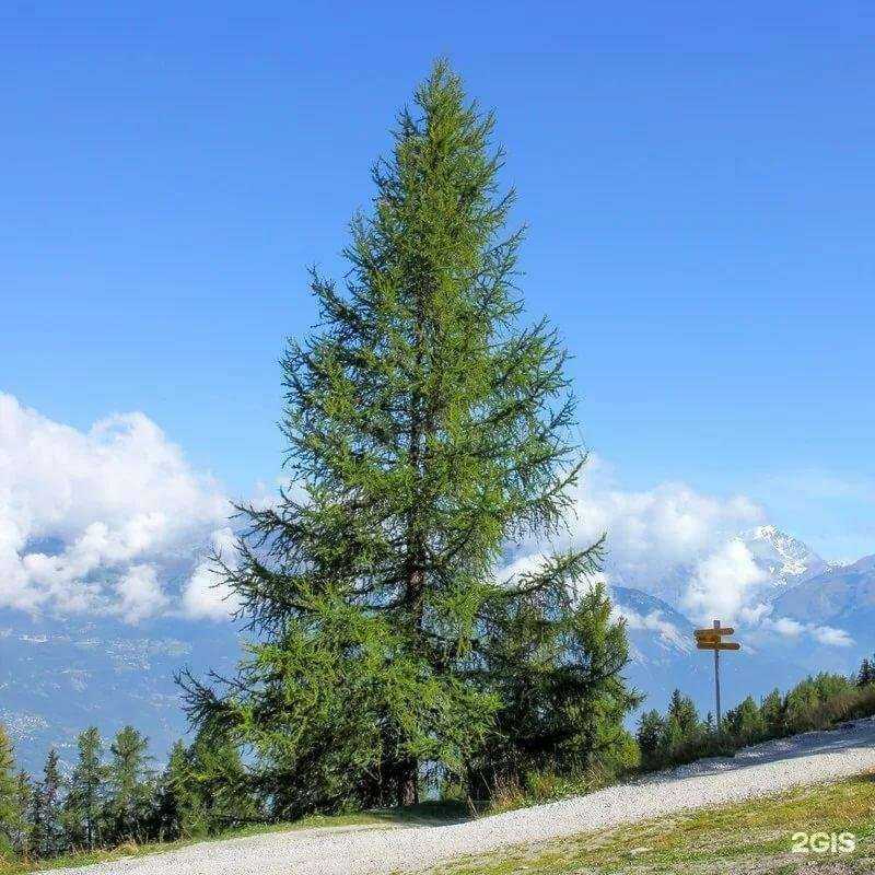 Отзывы на компанию Форест-МСК в г. Коммунарка c фото