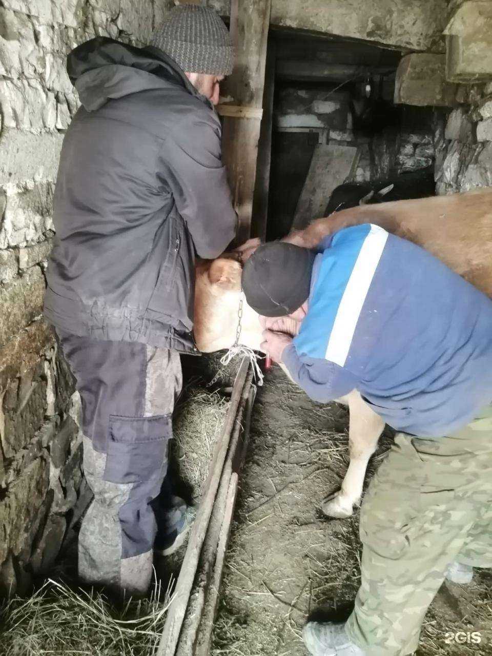 Отзывы на компанию Хасавюртовское городское ветеринарное управление в г. Хасавюрт c фото