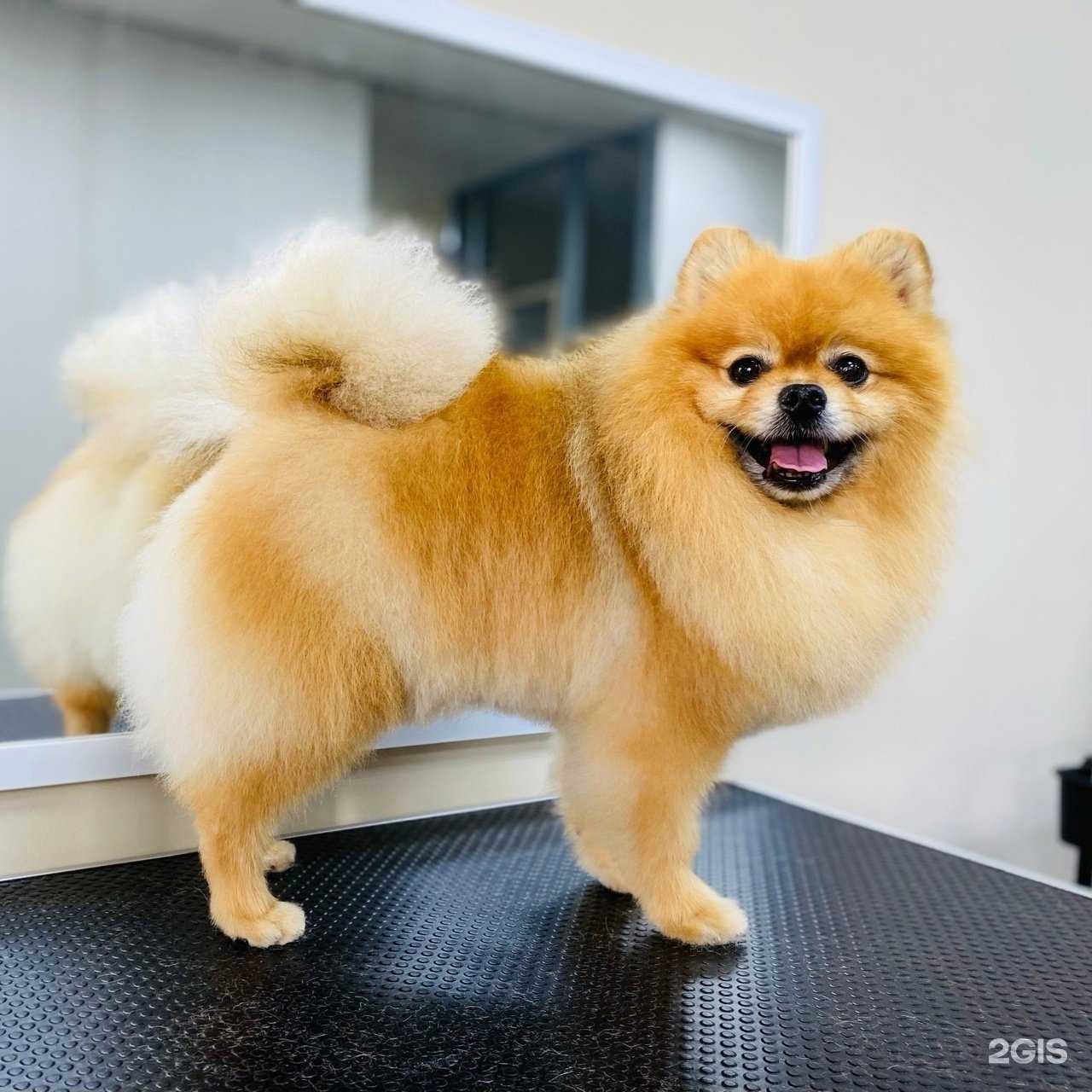 Отзывы на компанию Baltic Groom в Калининграде c фото