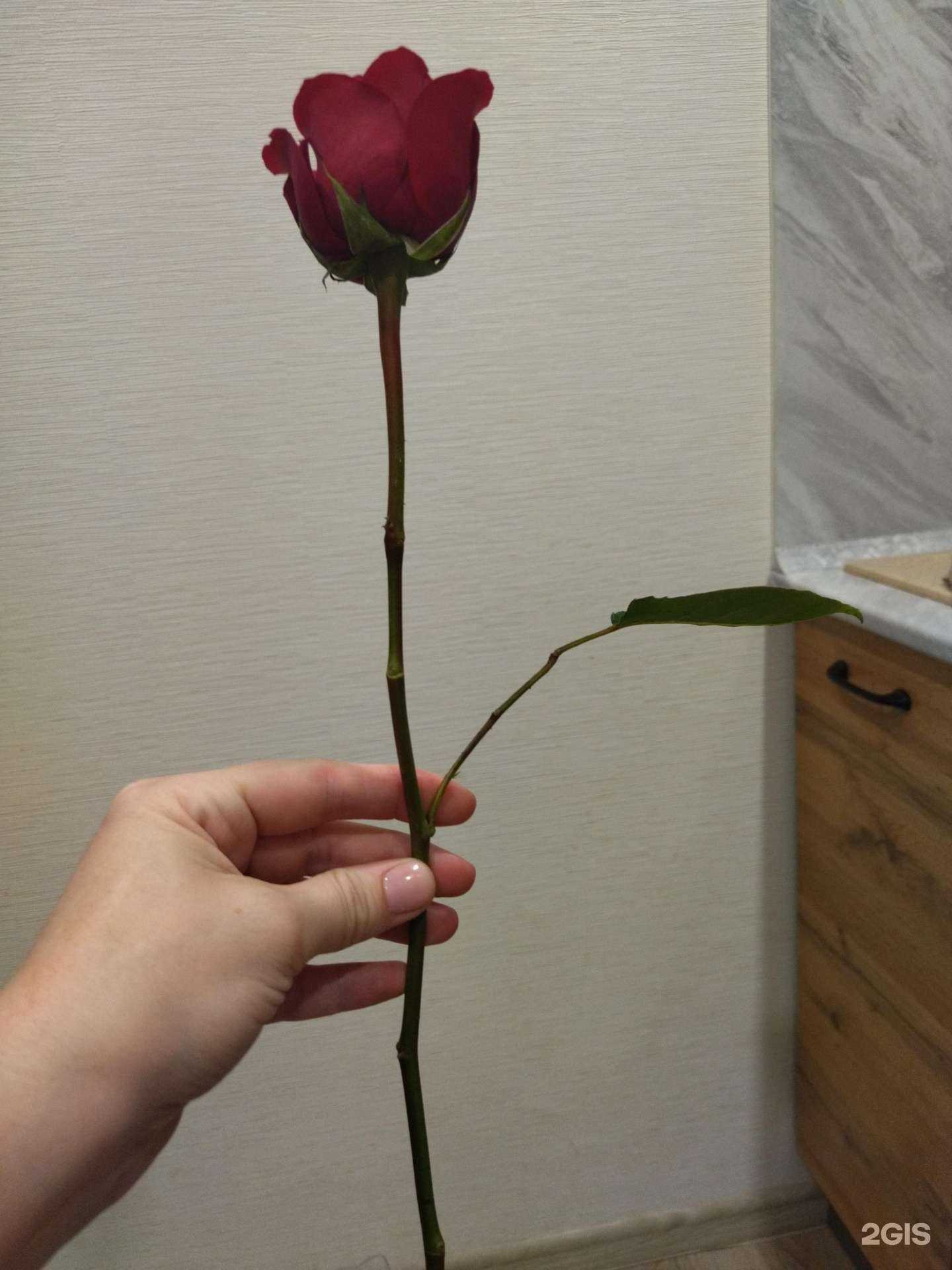 Отзывы на компанию Бритый кактус в г. Пермь c фото