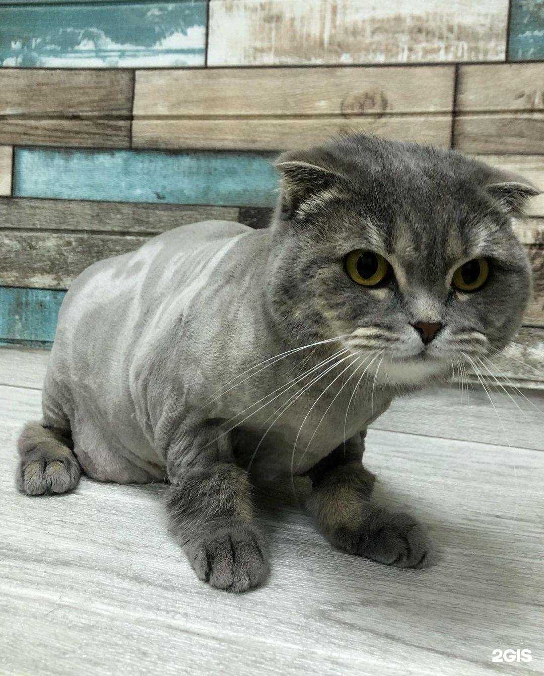 Отзывы на компанию Newйорк в Воронеже c фото