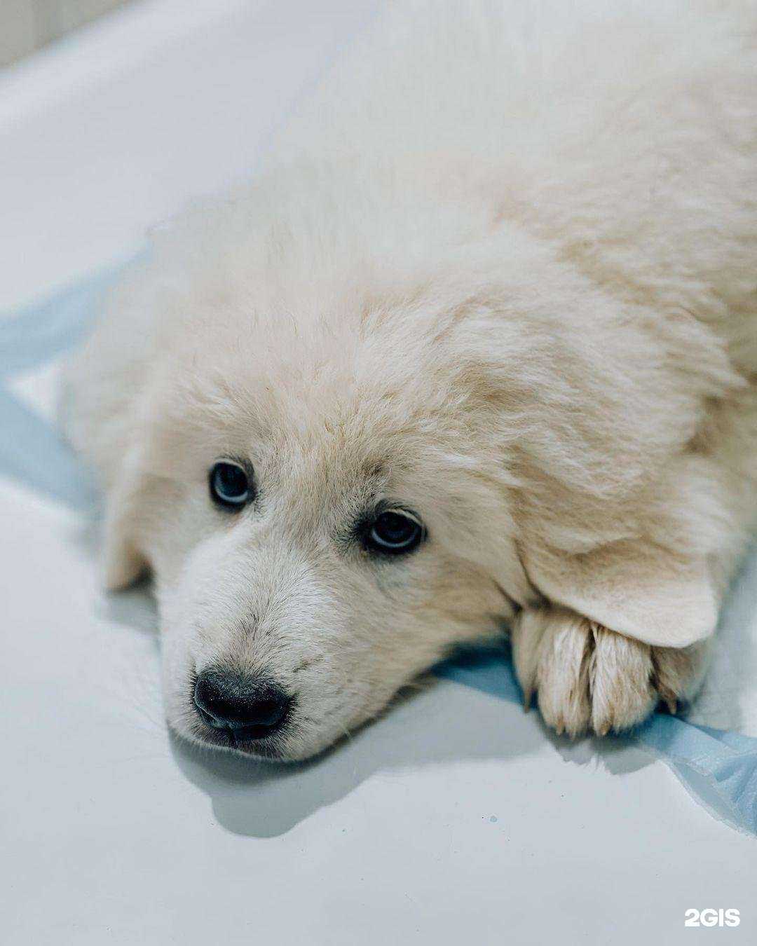 Отзывы на компанию Адлерская ветеринарная лечебница в Сочи c фото