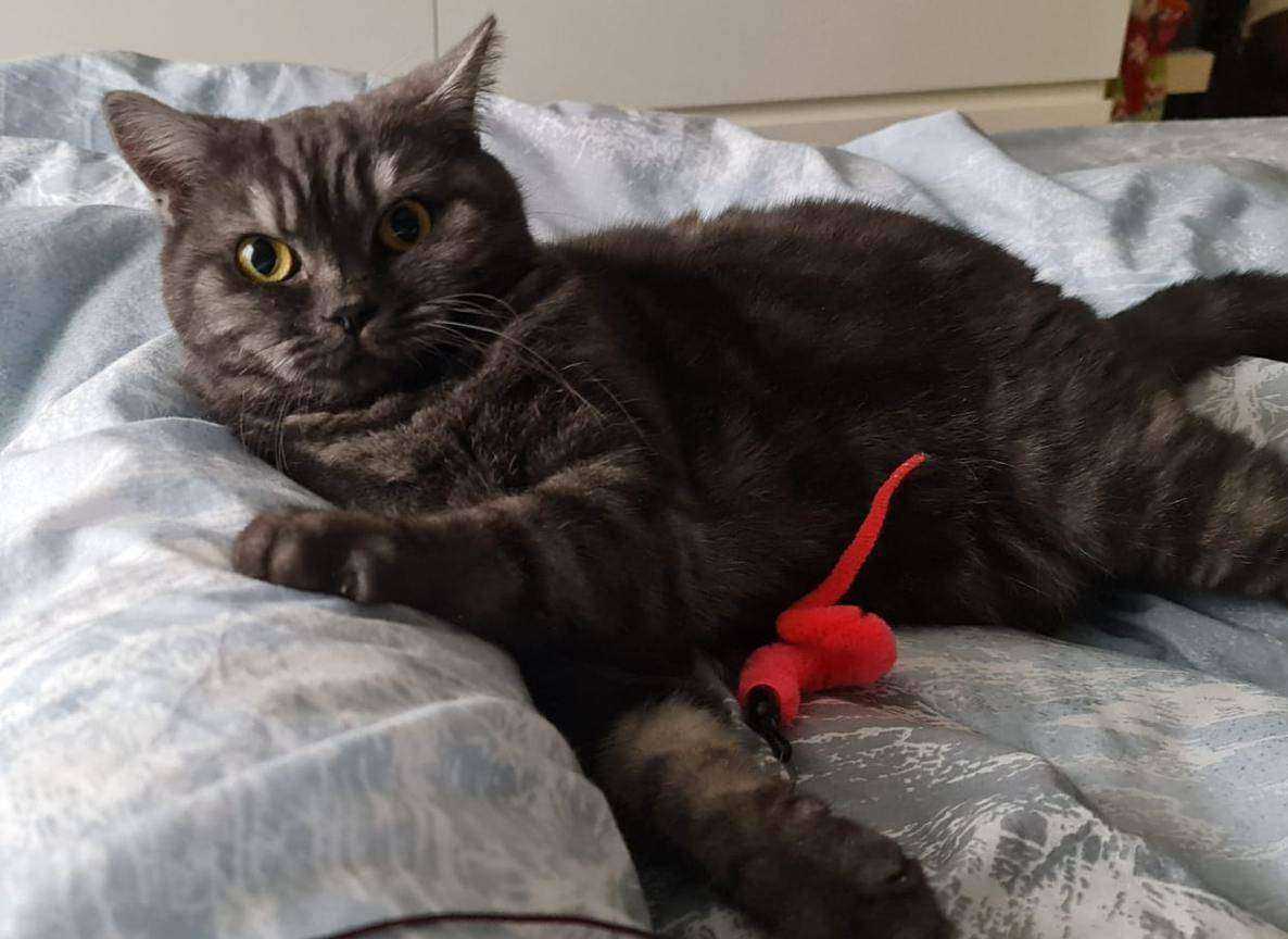 Отзывы на компанию Домашний любимец в Лыткарине c фото