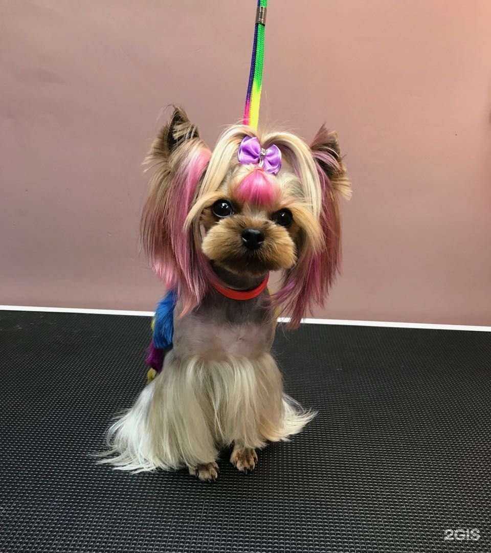 Отзывы на компанию GrooMax в Сочи c фото