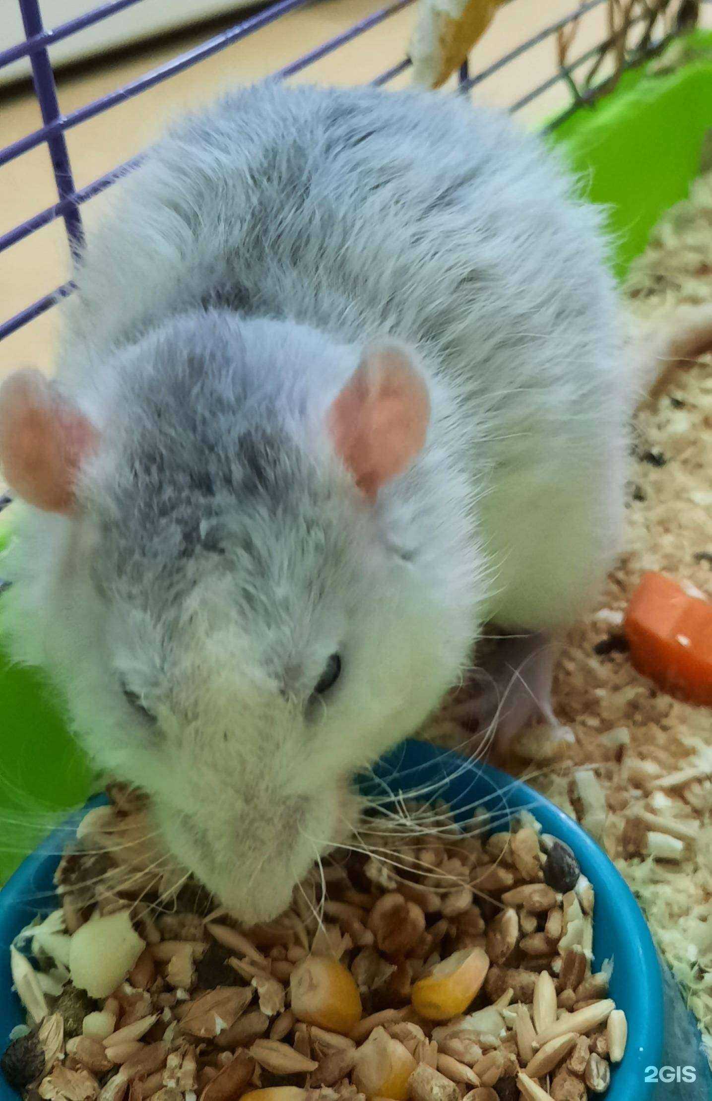 Отзывы на компанию Зоотрейд-Мой любимчик в Тюмени c фото