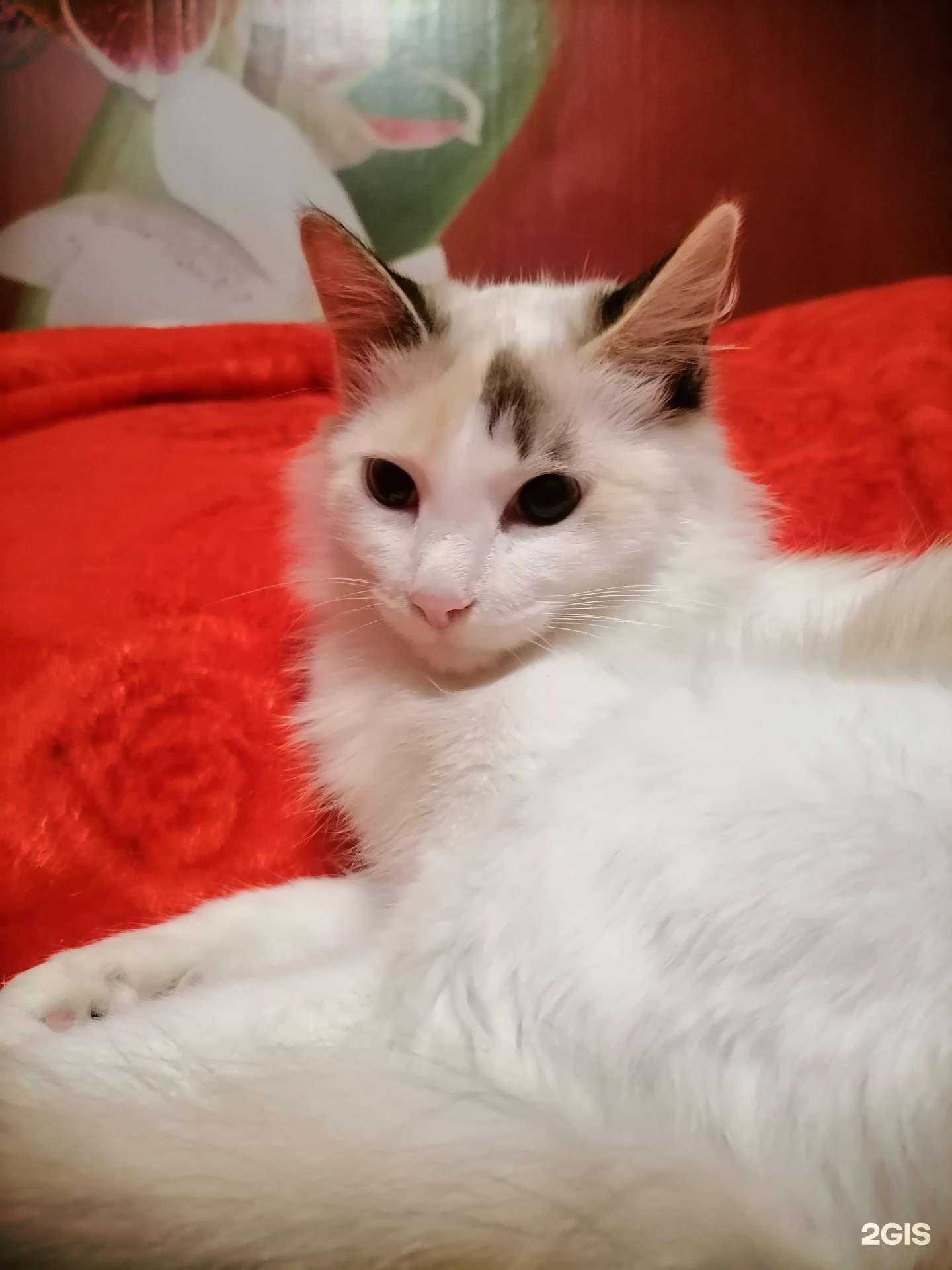 Отзывы на компанию СветВет  в Иркутске c фото