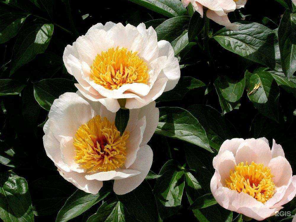 Отзывы на компанию Моя дача в Новомосковске c фото