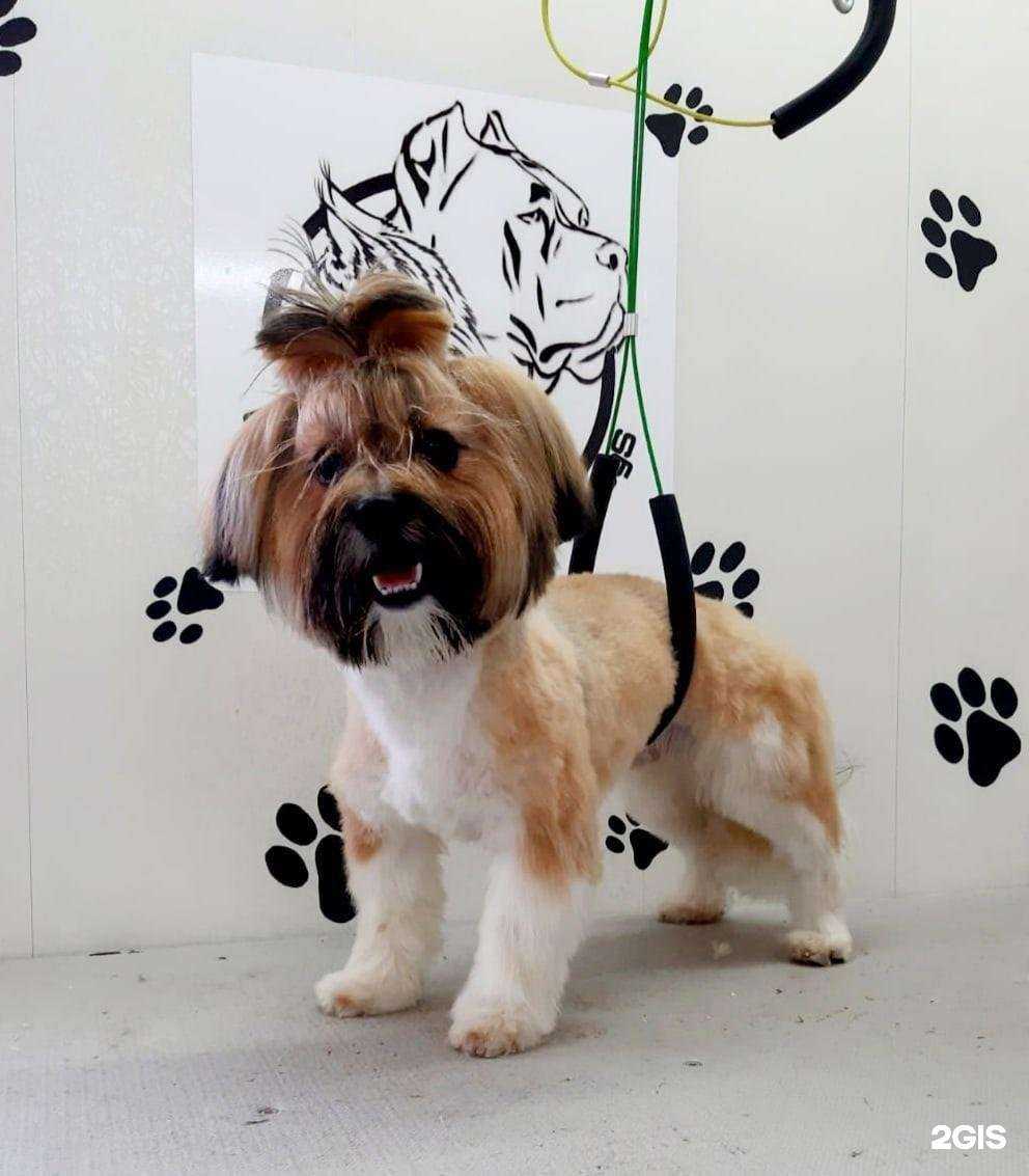 Отзывы на компанию Paradogs в Стерлитамаке c фото