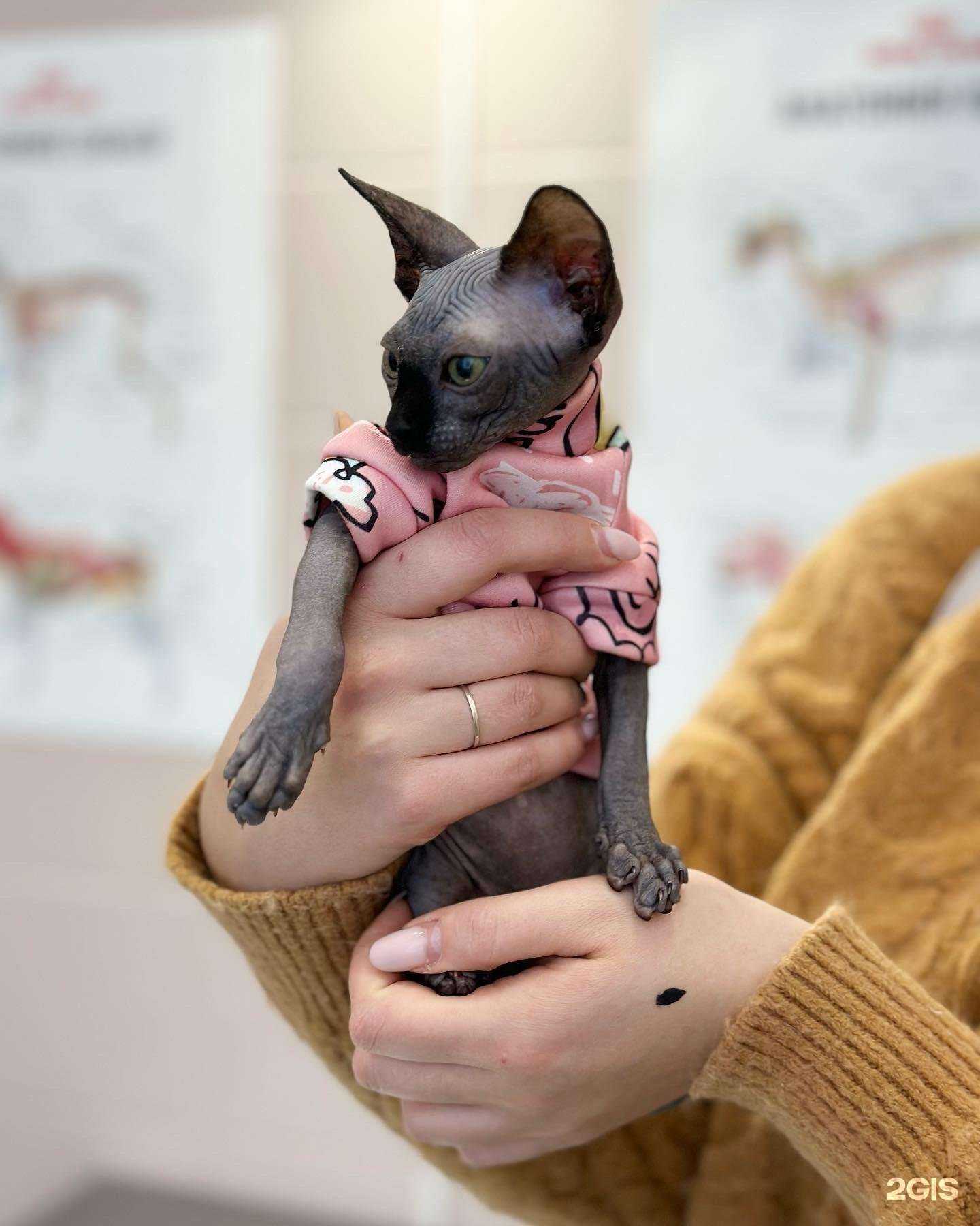 Отзывы на компанию Котёнок Гав в Люберцах c фото