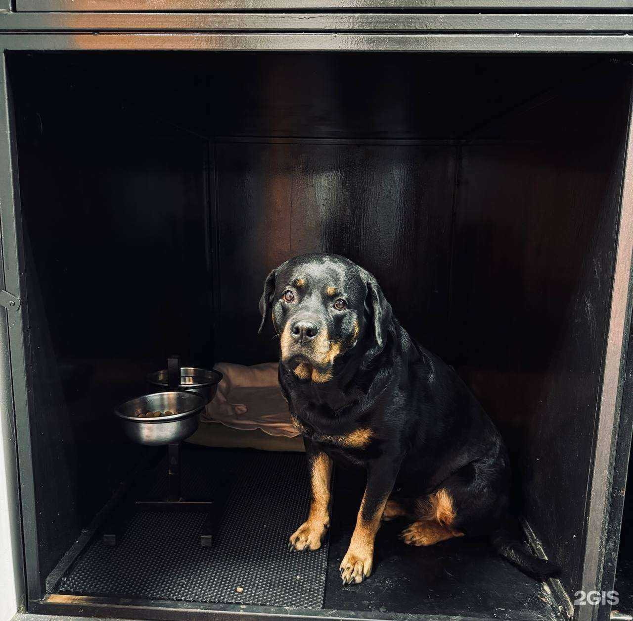 Отзывы на компанию Зооотель&груминг Лапа в Чите c фото