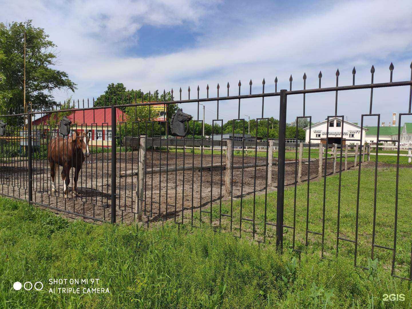 Отзывы на компанию Конноспортивная школа в г. Белгород c фото