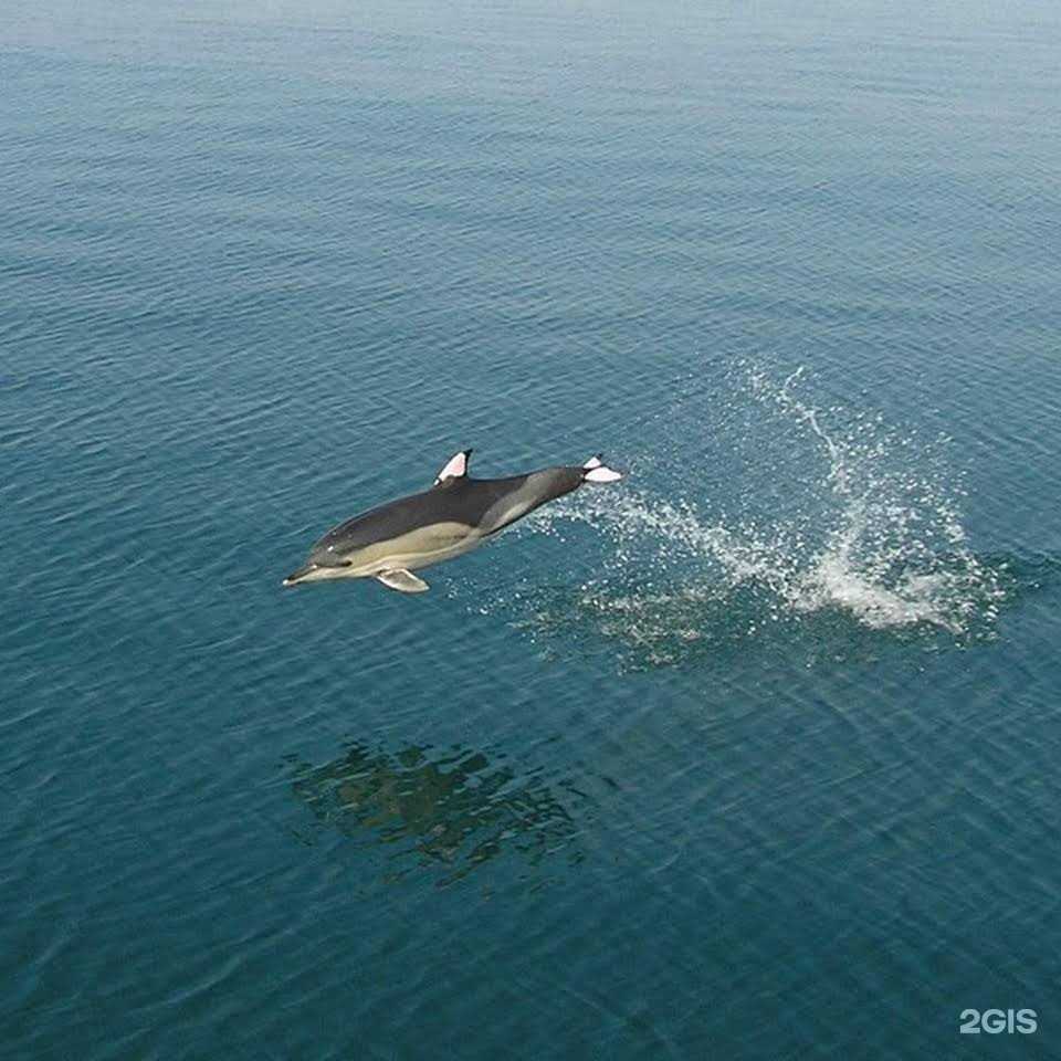 Отзывы на компанию Эвелина у моря в Сочи c фото