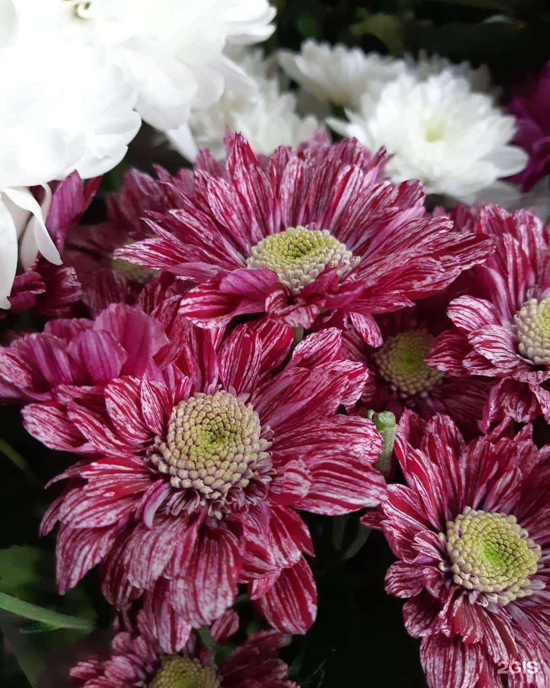 Отзывы на компанию Цветочный павильон в г. Волжский c фото