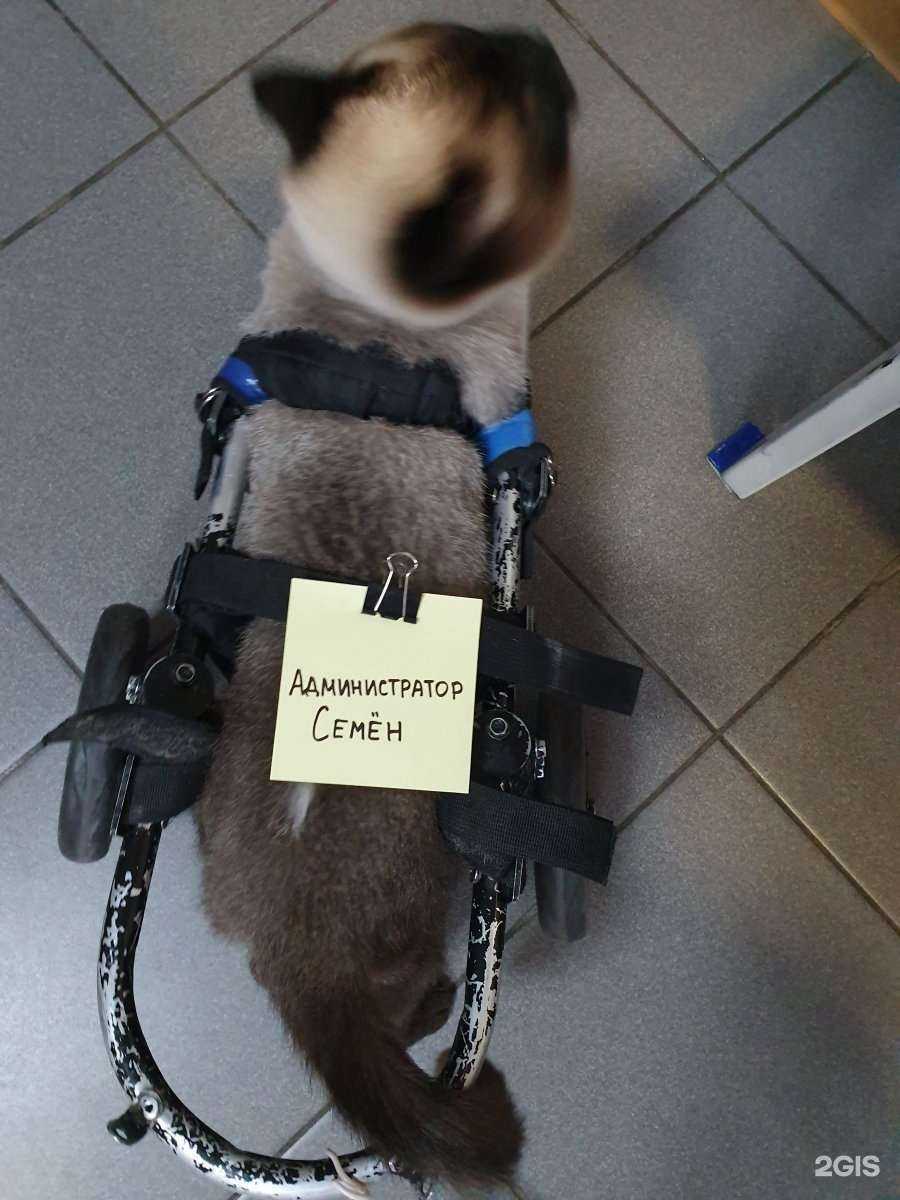 Отзывы на компанию Vet_A в г. Абакан c фото