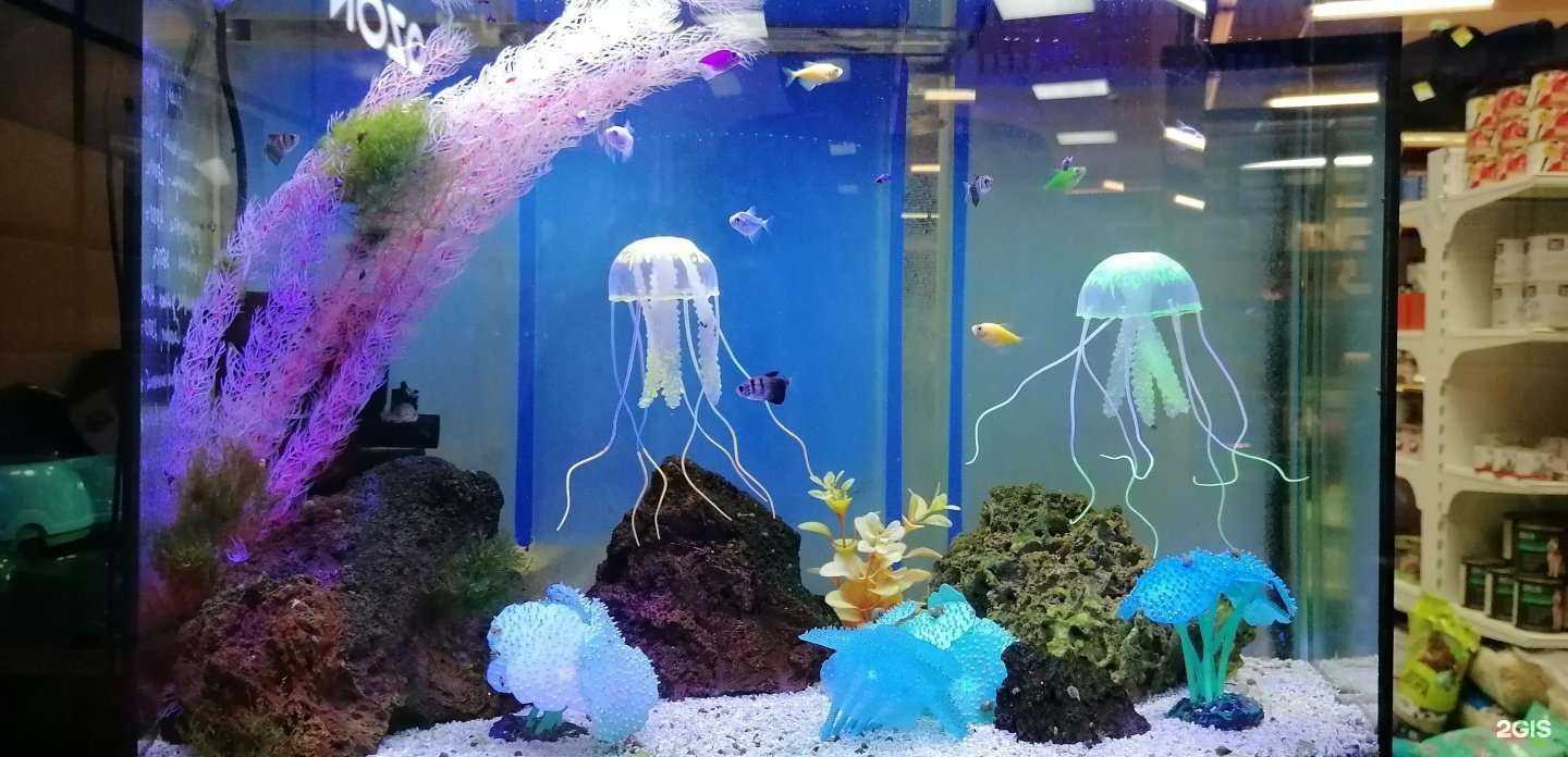 Отзывы на компанию Зоомагазин в г. Калининград c фото