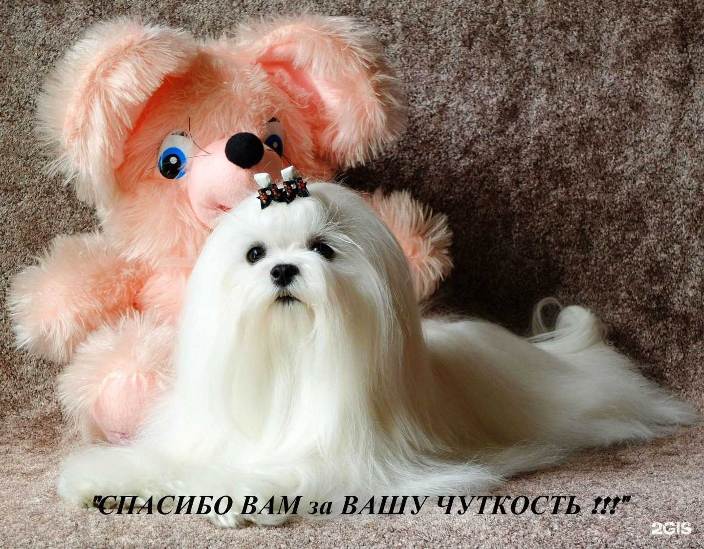 Отзывы на компанию Animals в г. Томск c фото