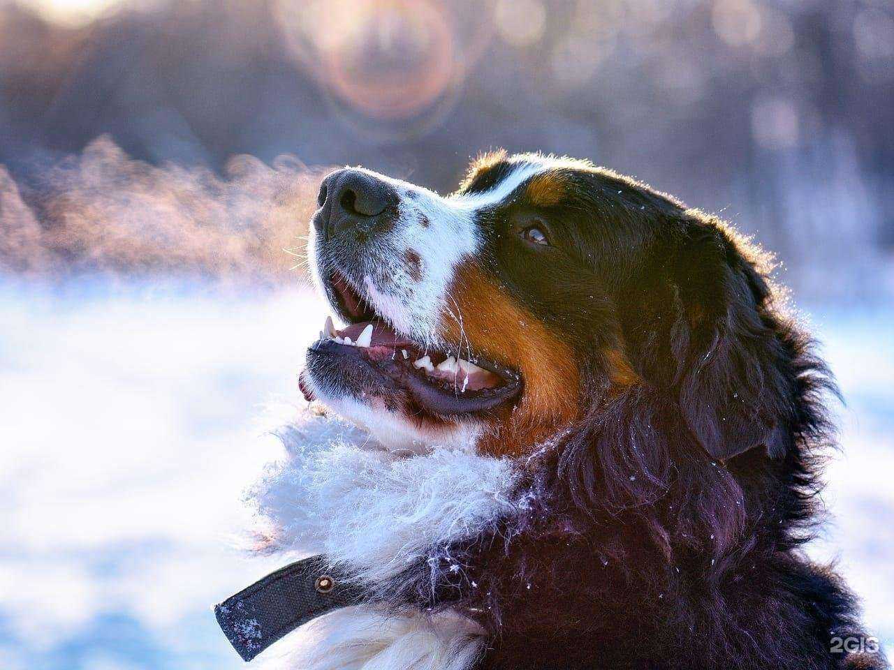 Отзывы на компанию Леопольд в г. Курск c фото