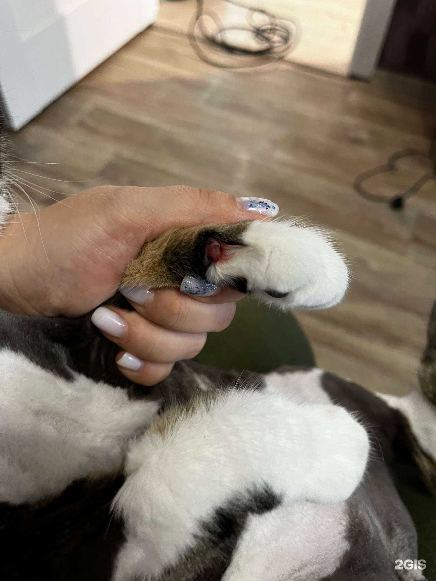 Отзывы на компанию Profi-groom в Владивостоке c фото