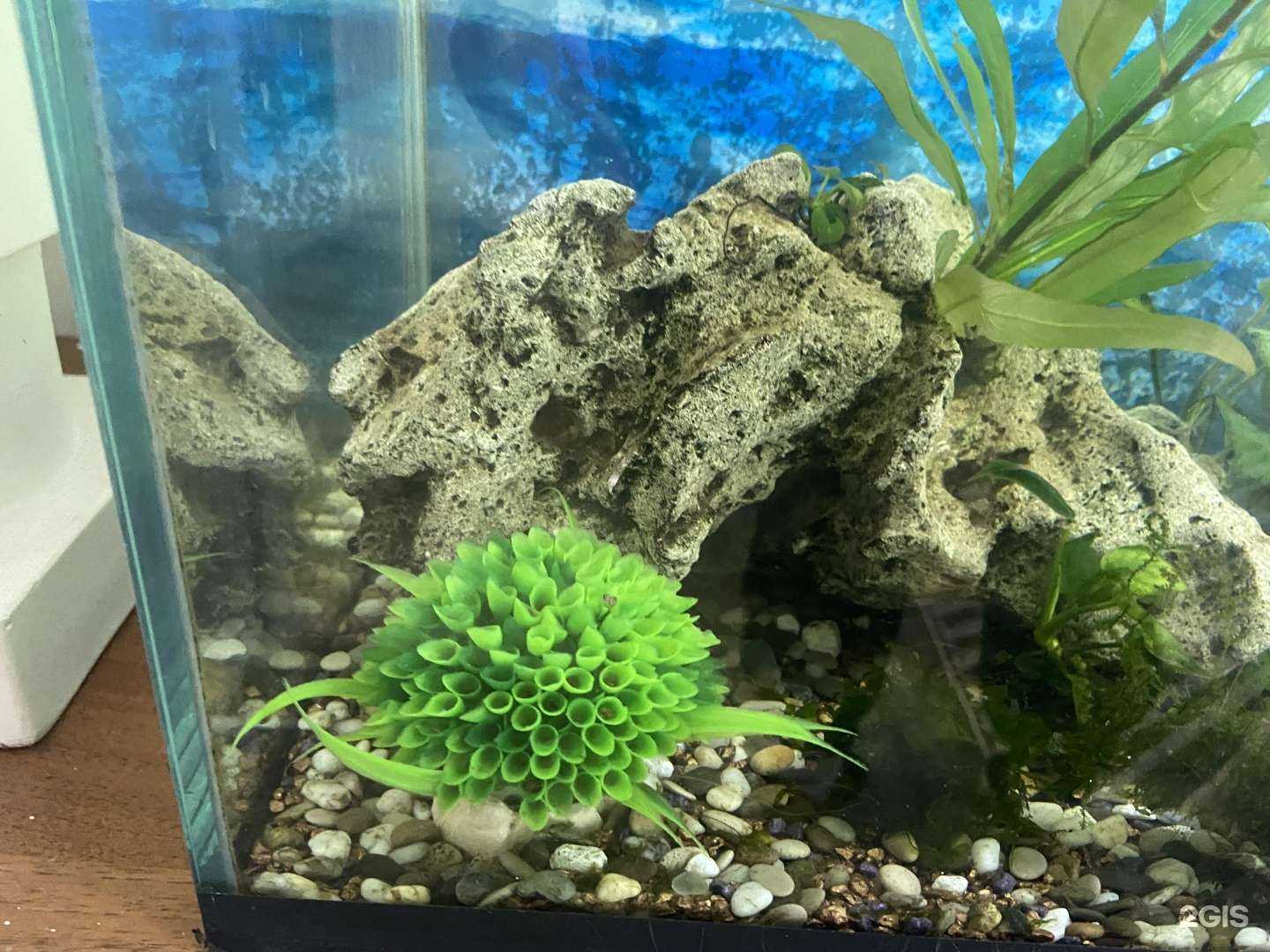 Отзывы на компанию Аквариустика в Красноярске c фото