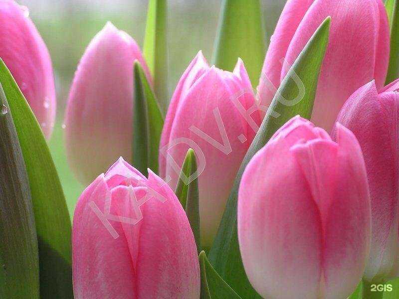 Отзывы на компанию Сервис Mix в г. Хабаровск c фото