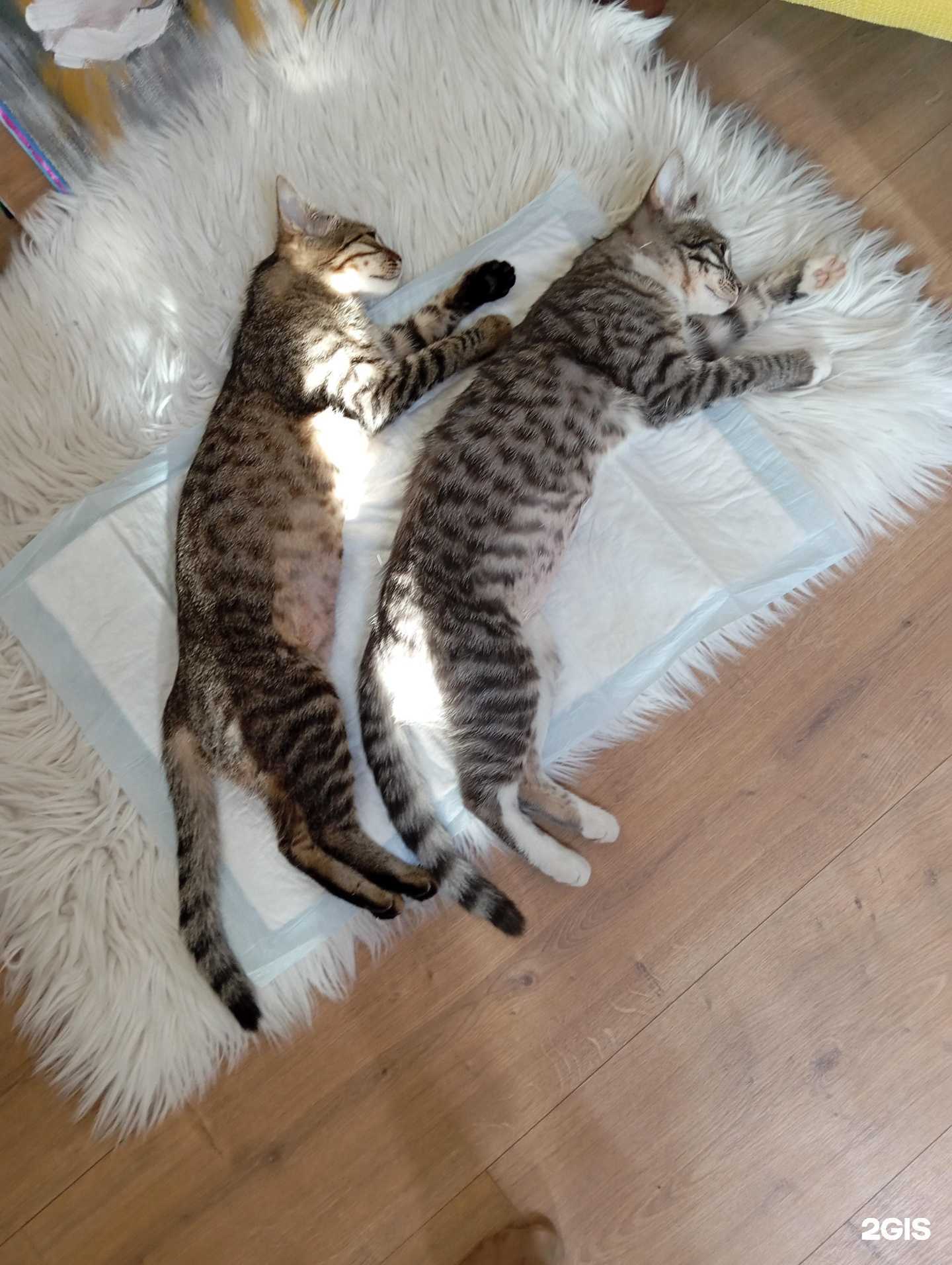 Отзывы на компанию Маугли в г. Набережные Челны c фото