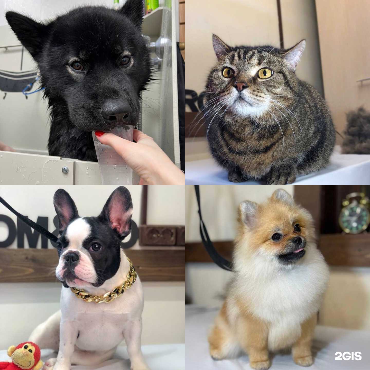 Отзывы на компанию Groomgo в Серпухове c фото