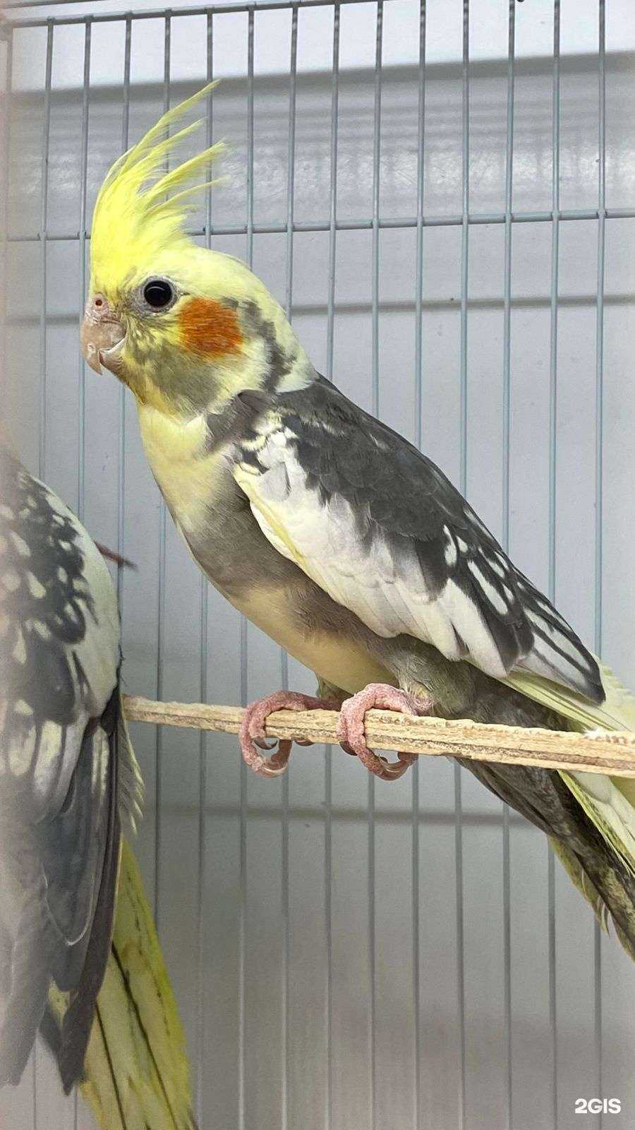 Отзывы на компанию Белый какаду в г. Хабаровск c фото