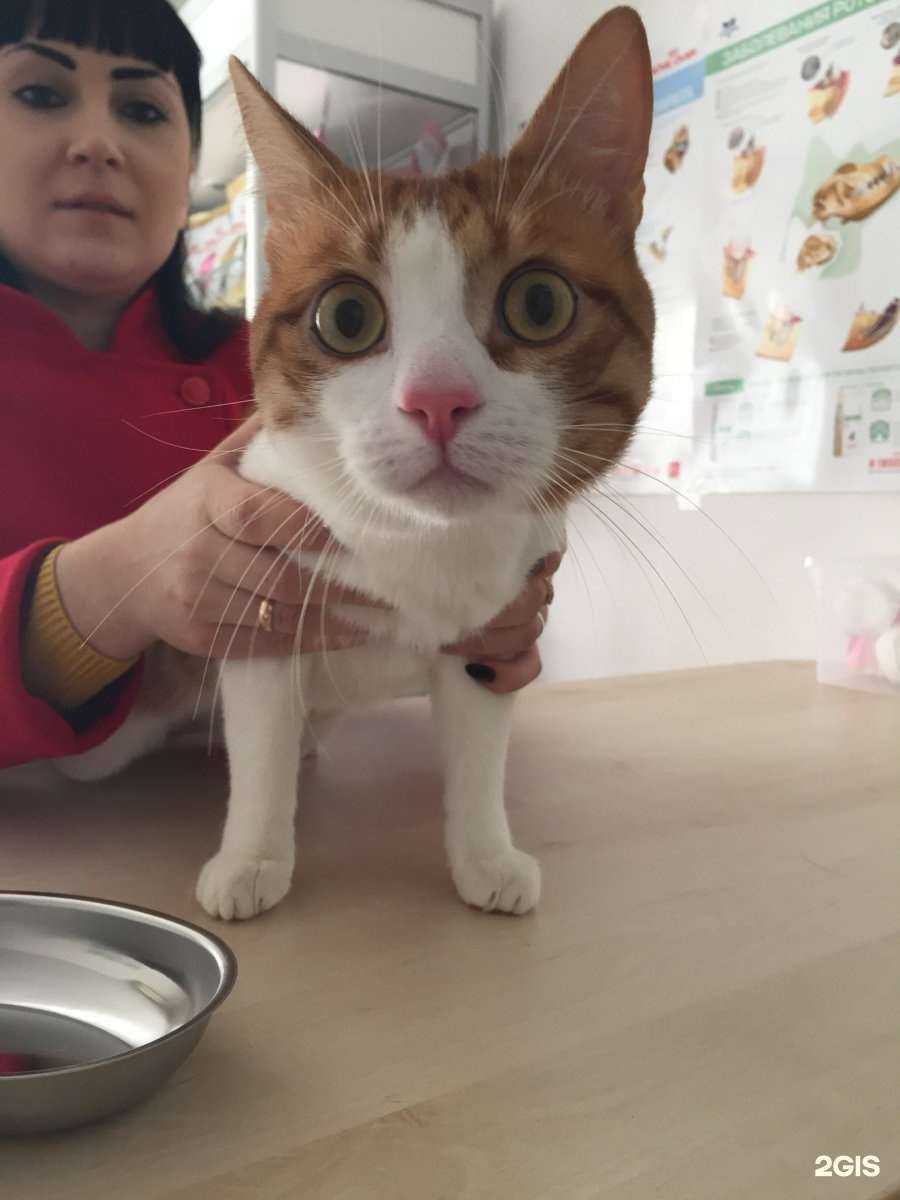 Отзывы на компанию Доктор Вет в Астрахани c фото