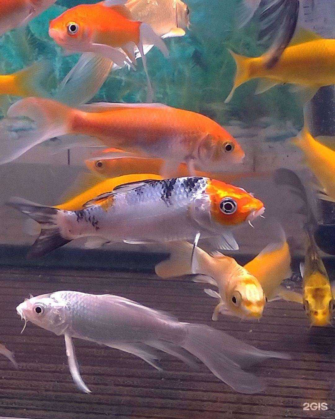 Отзывы на компанию Красный колибри в Сочи c фото