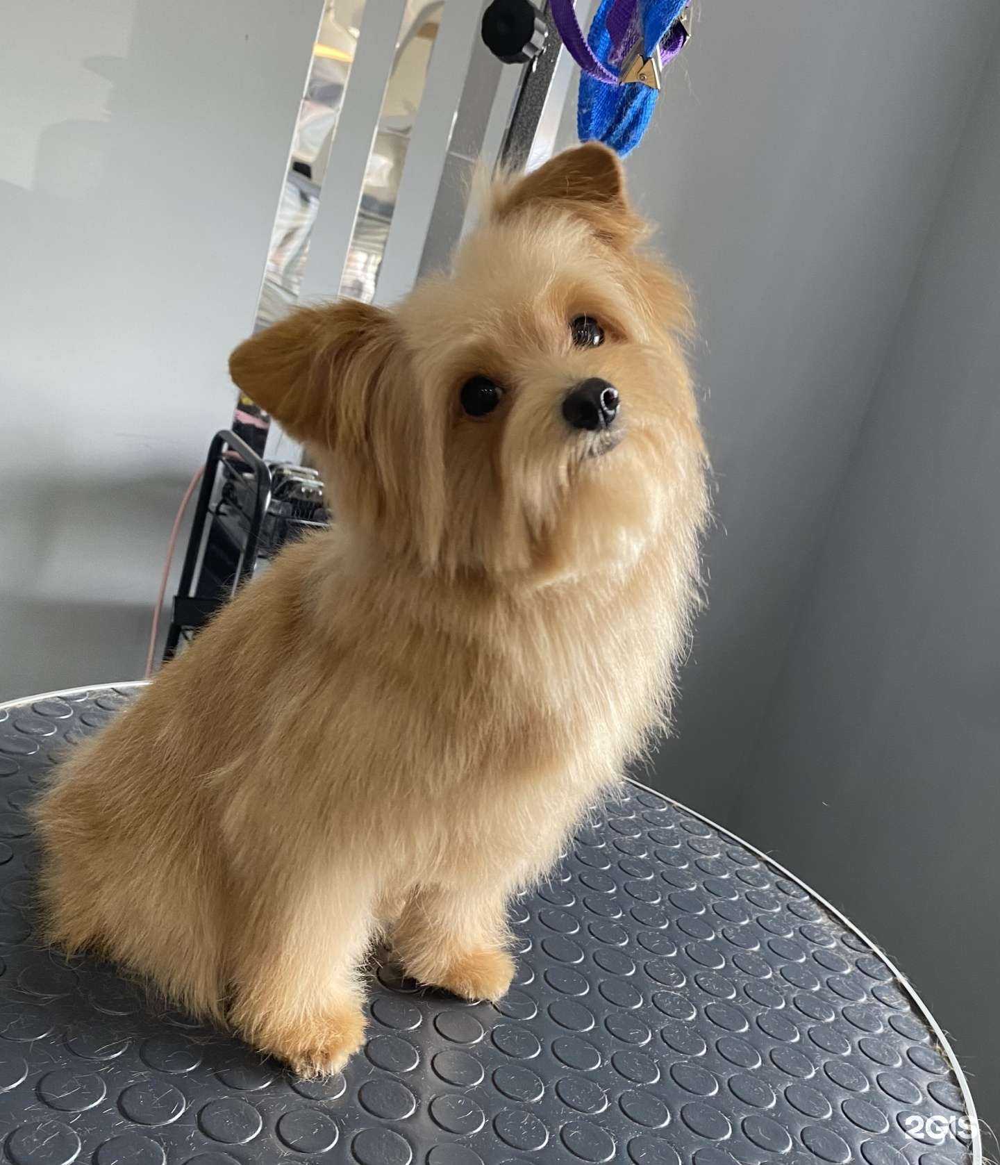 Отзывы на компанию Best Groom в г. Тамбов c фото