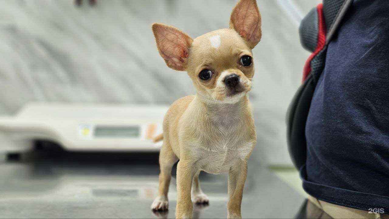 Отзывы на компанию ЛеоВет в Сертолове c фото