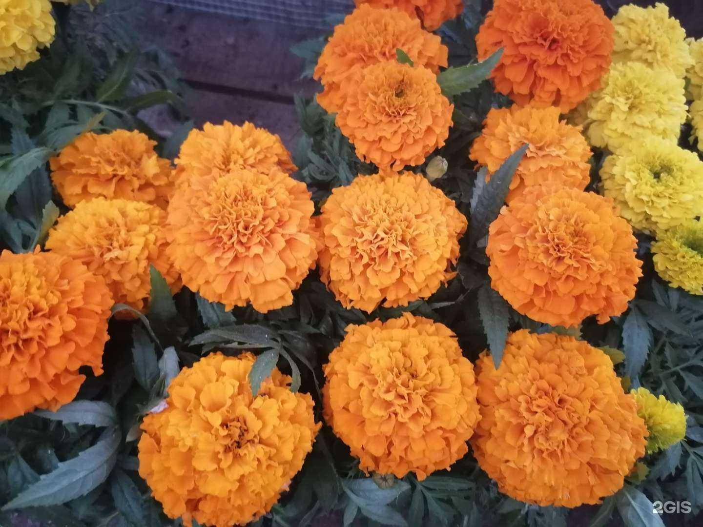 Отзывы на компанию Family_sad_59 в Перми c фото