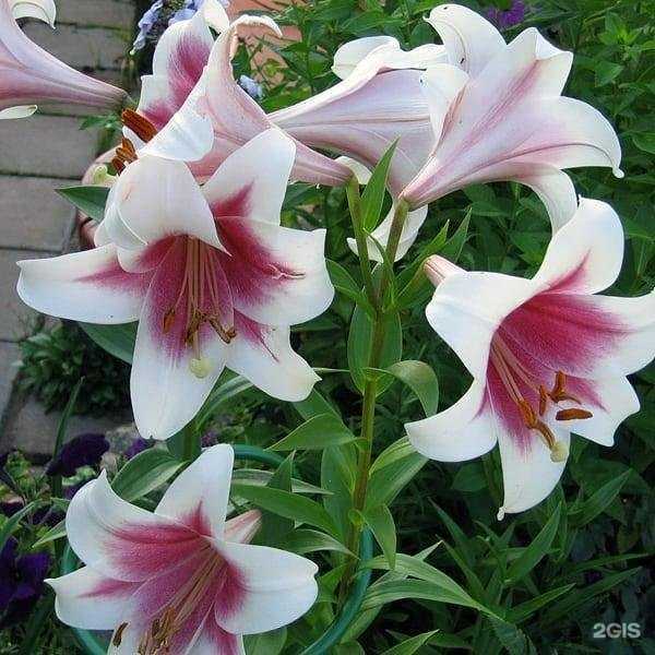 Отзывы на компанию Сад удачи в г. Ижевск c фото