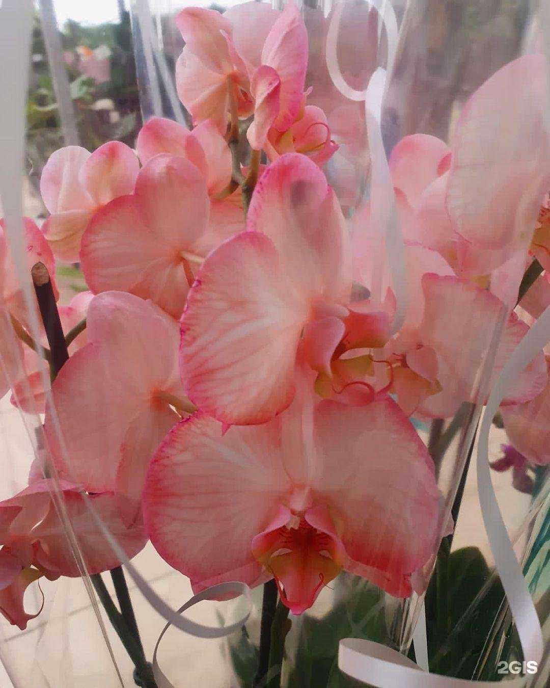 Отзывы на компанию Мир цветов в Туле c фото