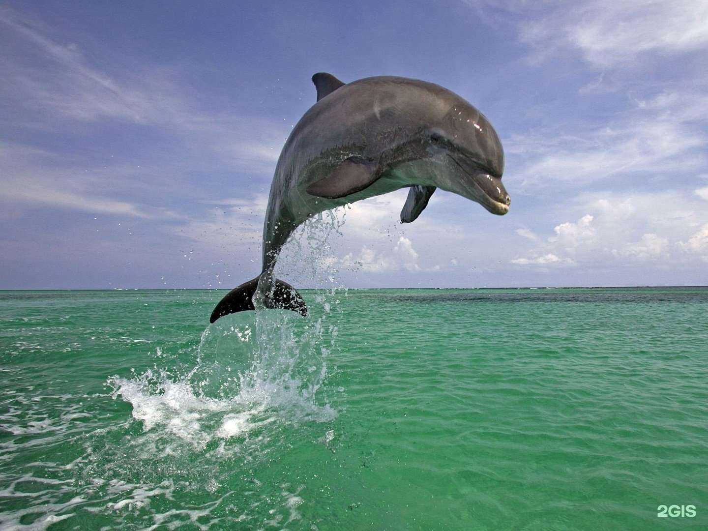 Отзывы на компанию Дельфин в г. Йошкар-Ола c фото