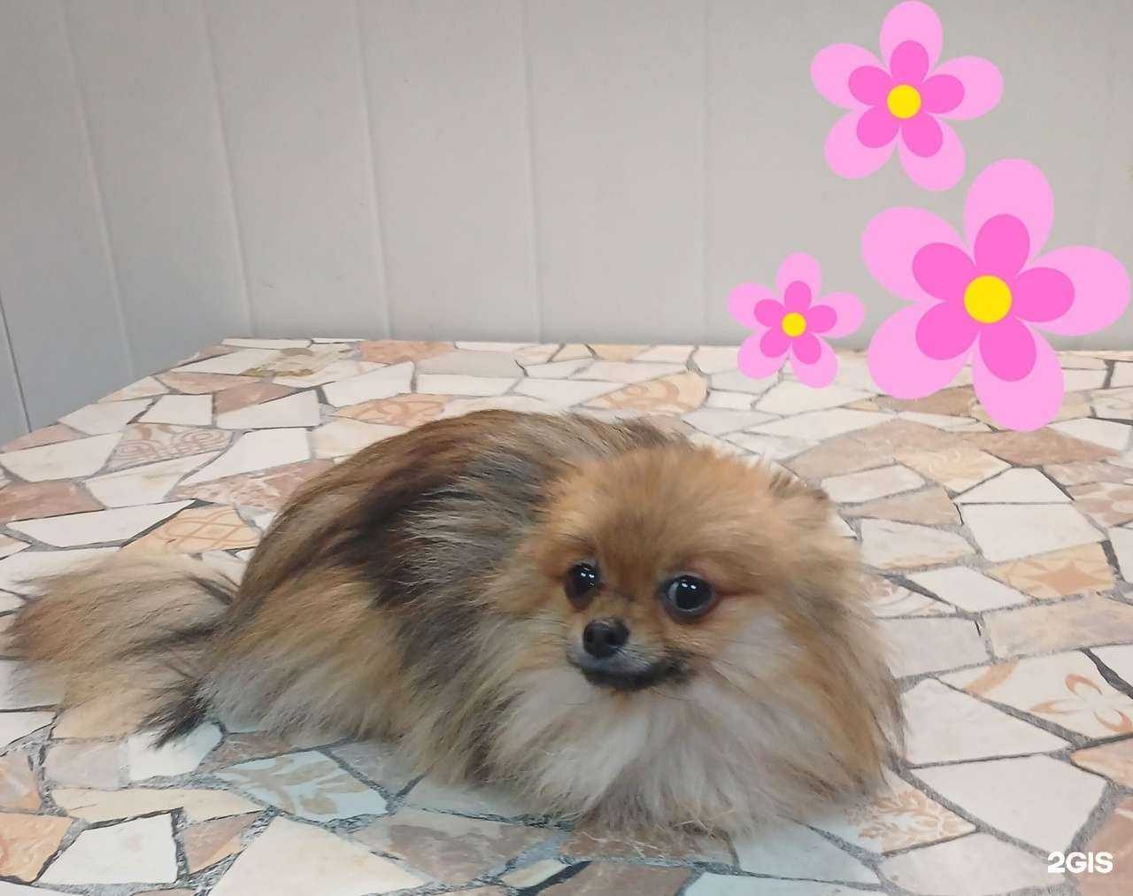 Отзывы на компанию Доктор Пчёлка в г. Рязань c фото