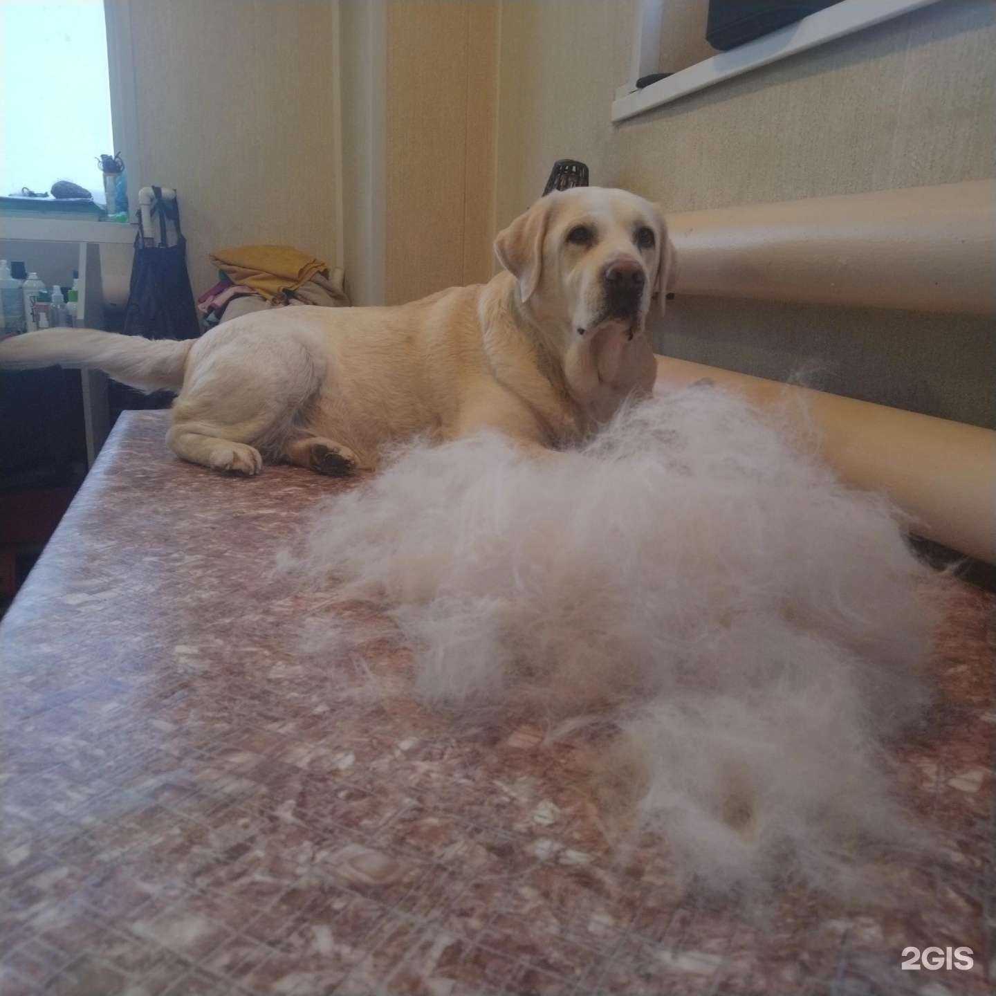 Отзывы на компанию Кудряшка Сью в Кургане c фото