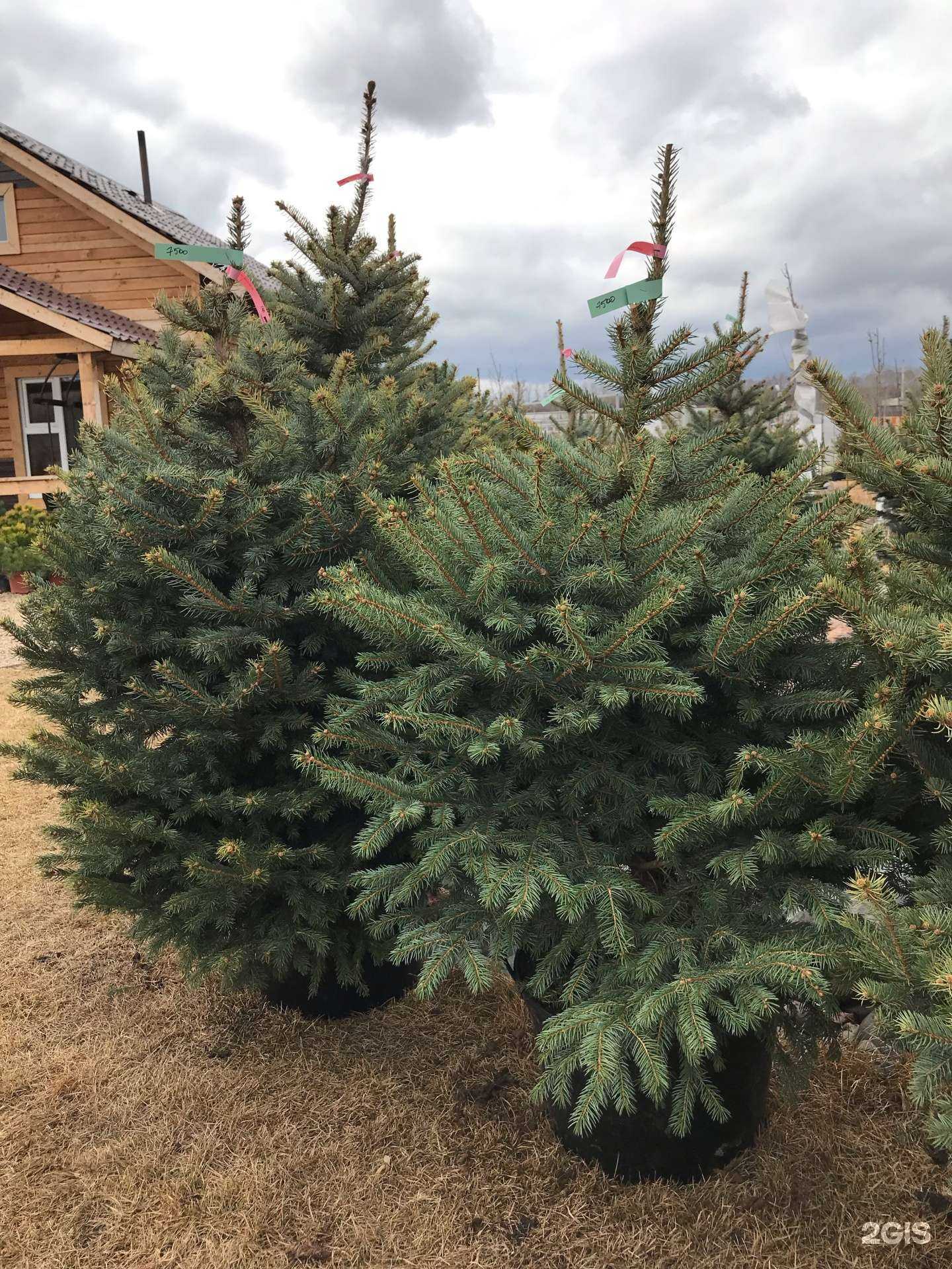 Отзывы на компанию Позняки в г. Красноярск c фото