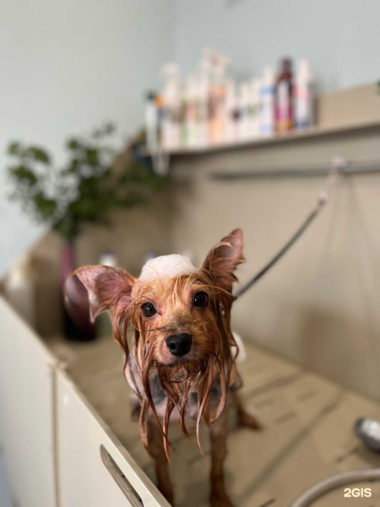 Отзывы на компанию Green Groom в Новороссийске c фото