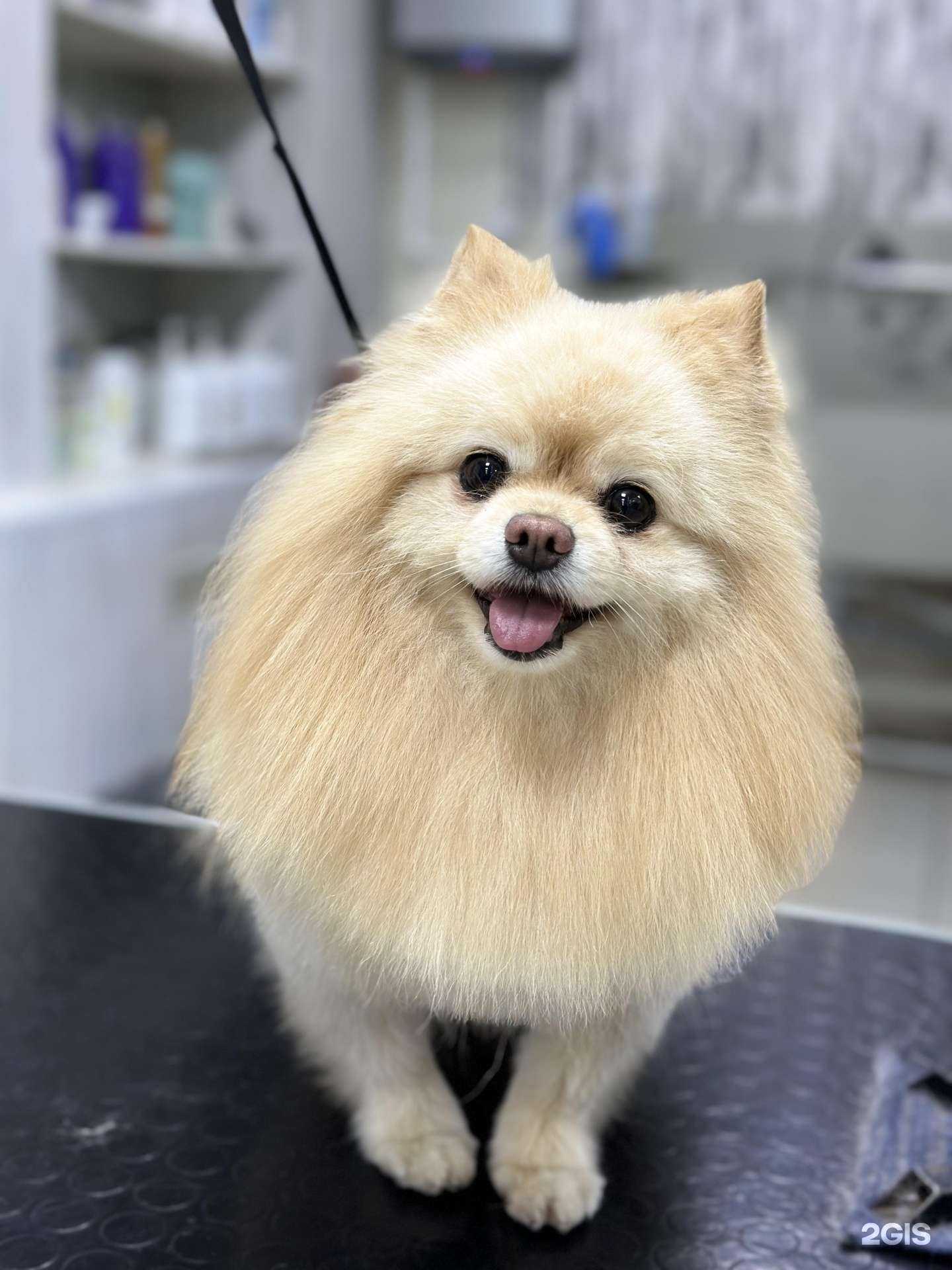 Отзывы на компанию TASHA Dog Style в Тольятти c фото