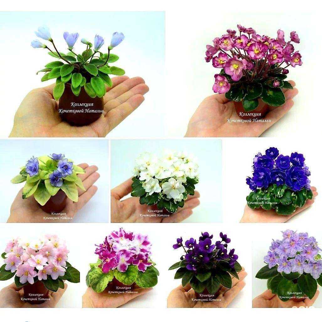 Отзывы на компанию Дом фиалки в Екатеринбурге c фото