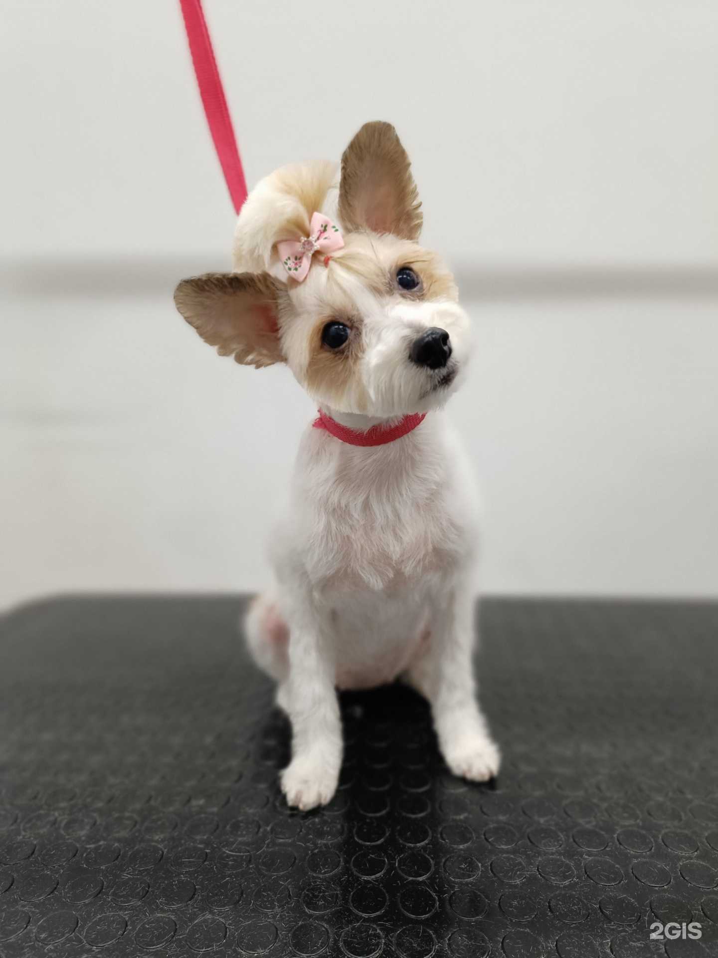 Отзывы на компанию Pop_groom_khv в Хабаровске c фото