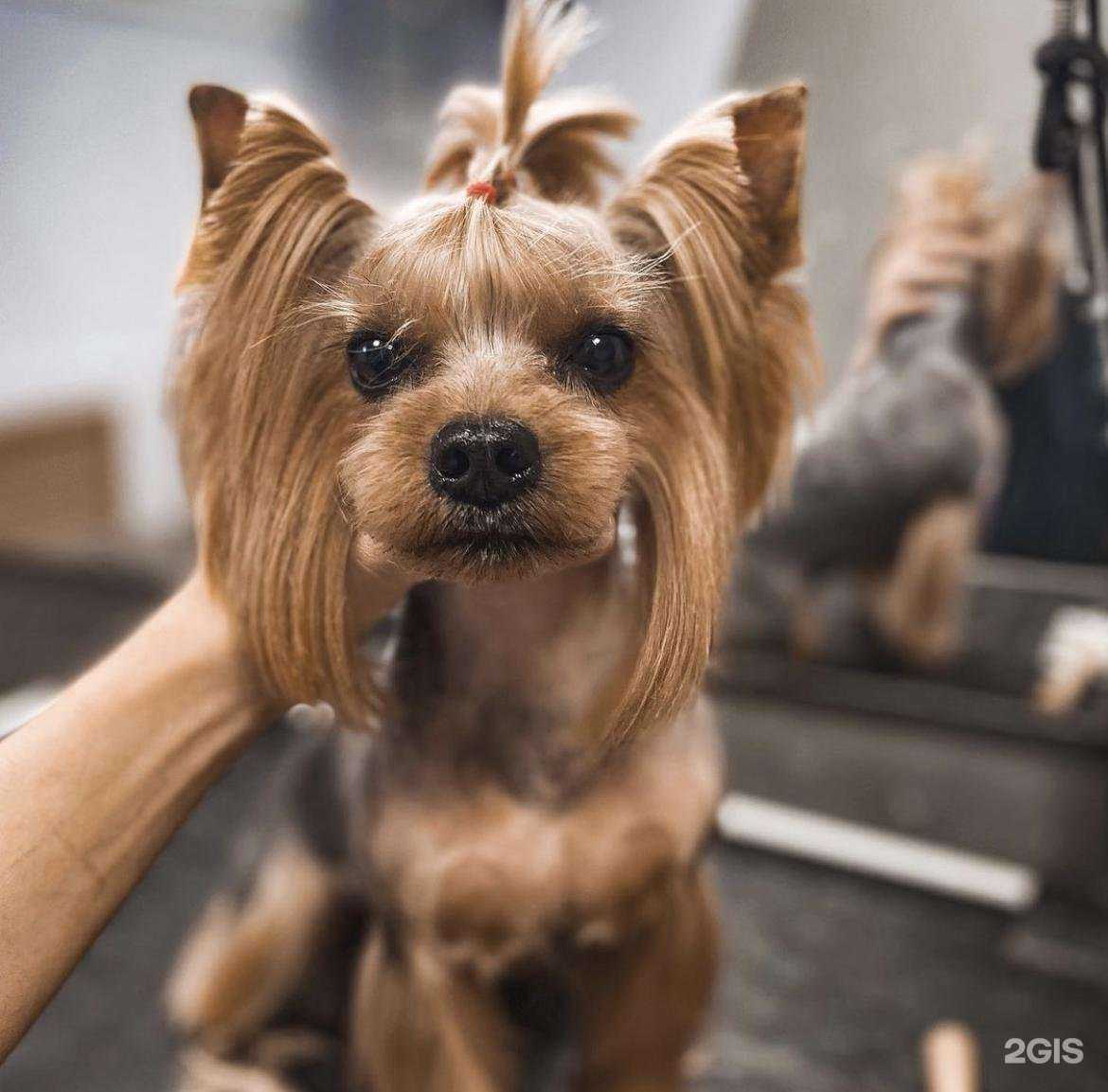 Отзывы на компанию Bastet-grooming в Челябинске c фото