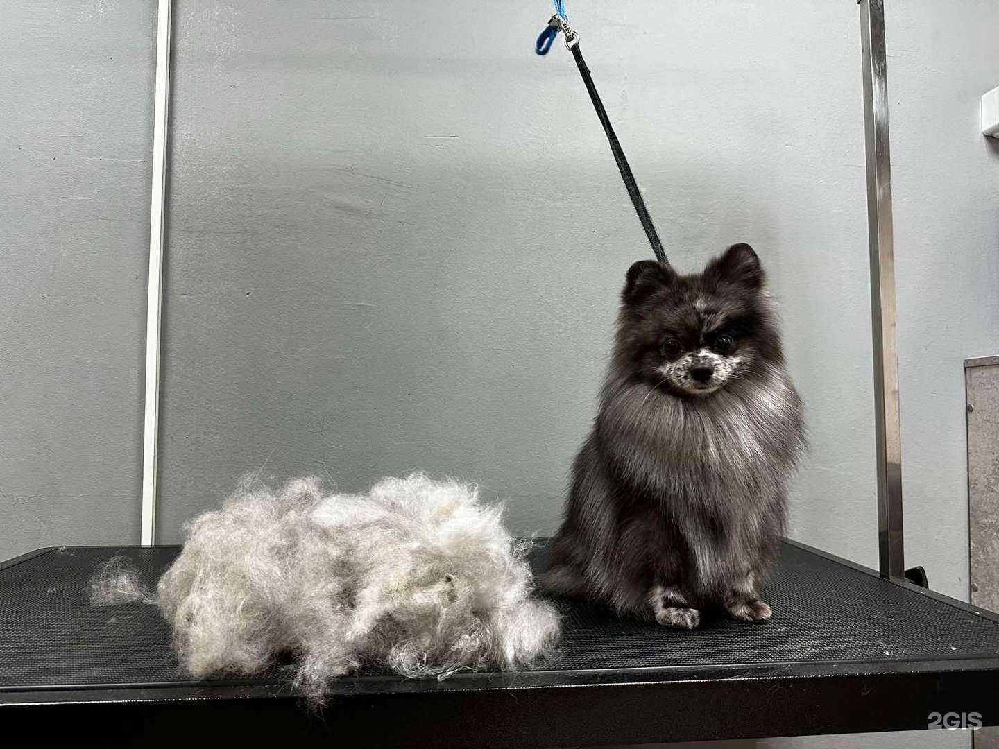 Отзывы на компанию Groomingroom в Перми c фото