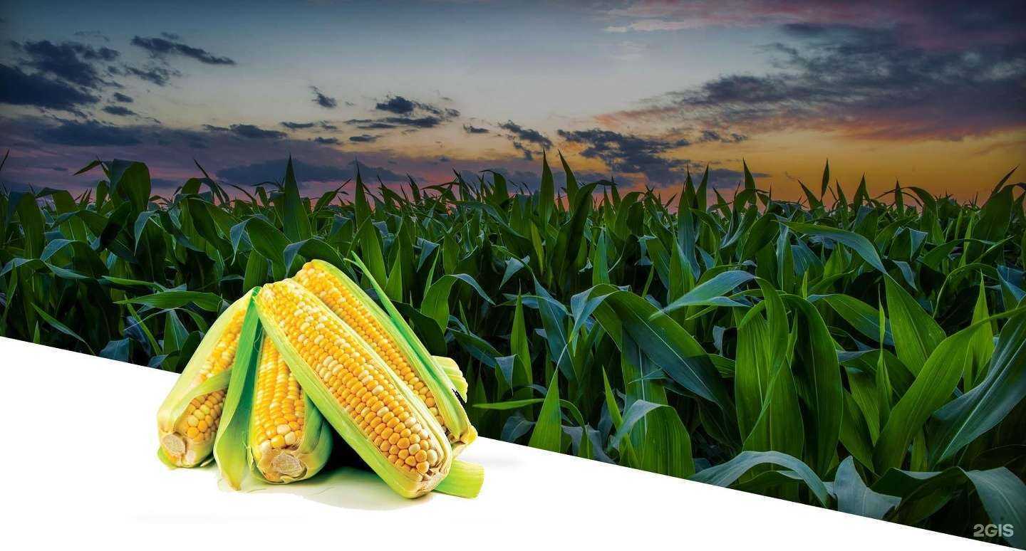 Отзывы на компанию Воронеж-Агро в Воронеже c фото