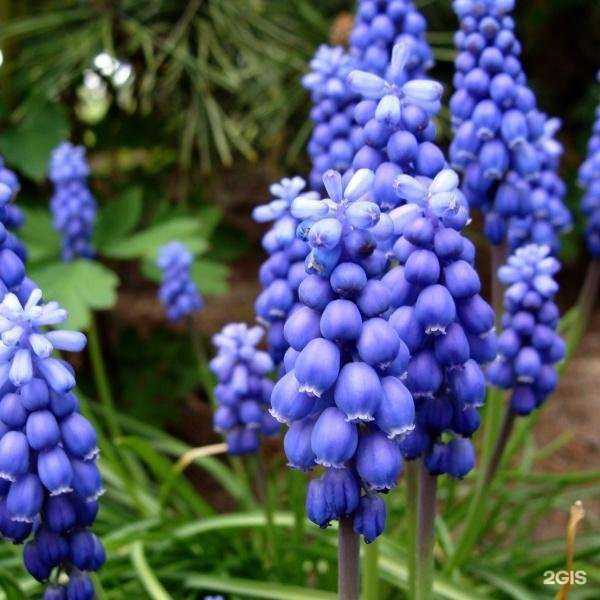 Отзывы на компанию Первоцвет в Сочи c фото