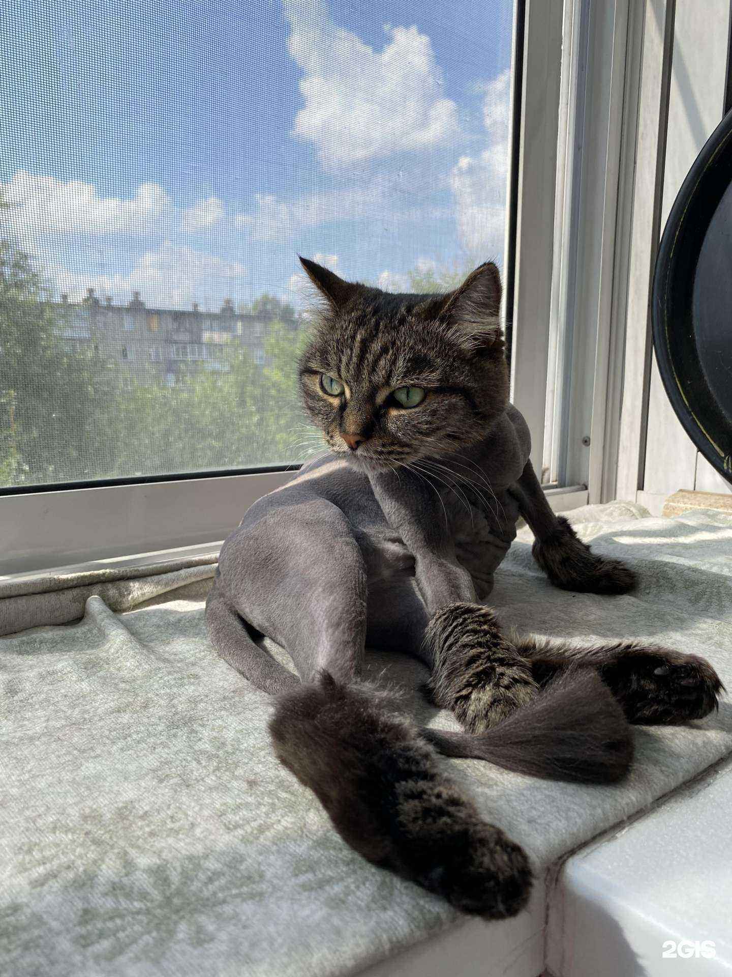 Отзывы на компанию Груминг мама в Челябинске c фото